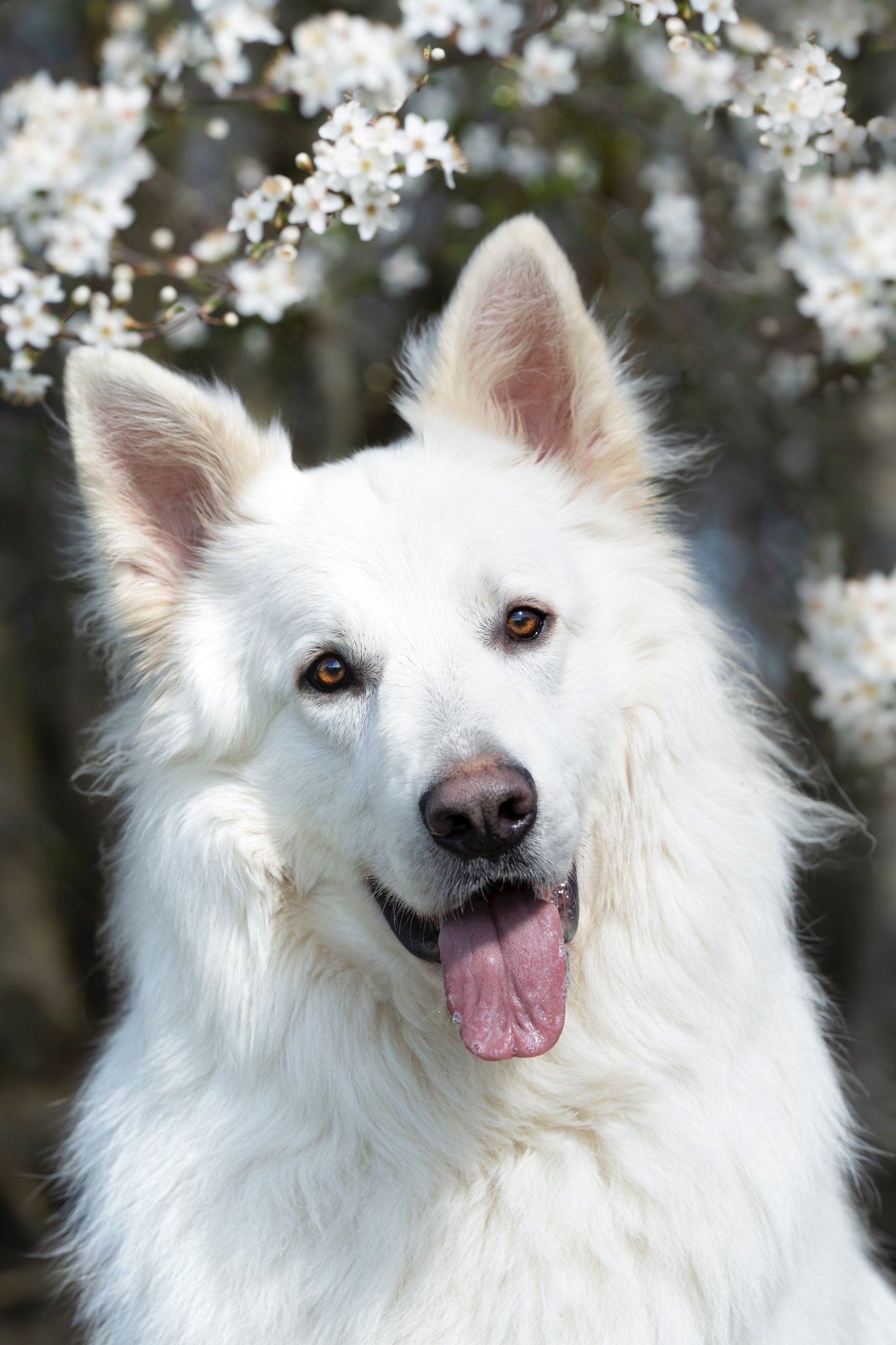 black and brown leather padded tub sofa