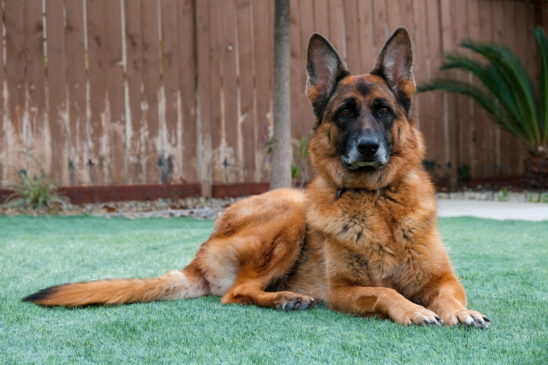 A large black dog standing on top of a grass covered field