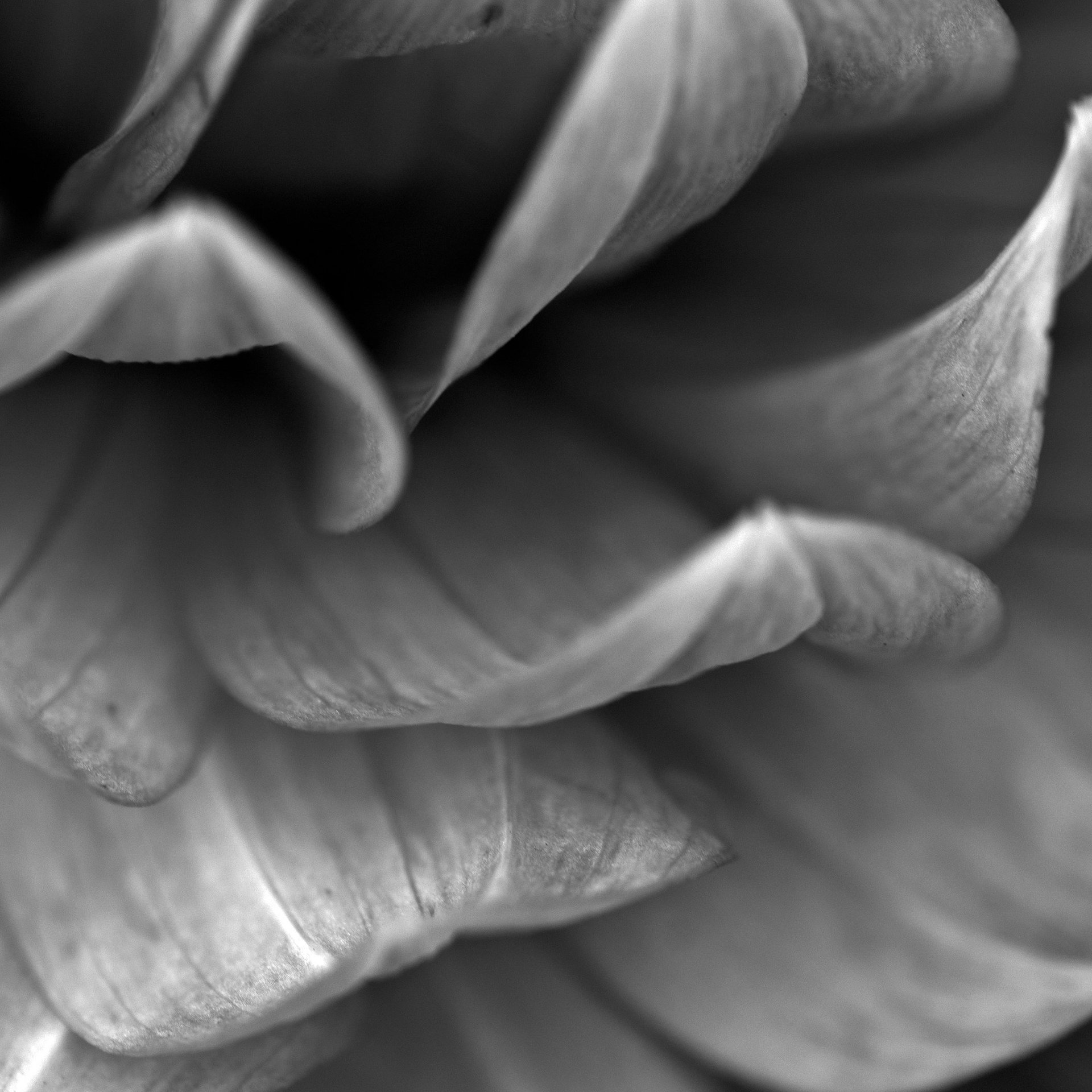 silhouette of palm tree