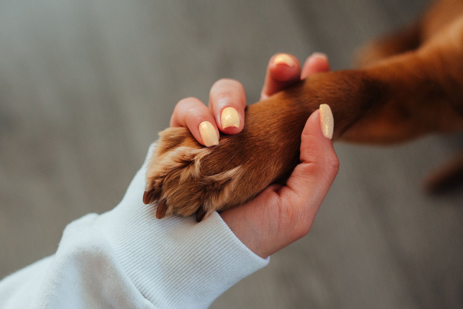 female hand holding a dogs paw