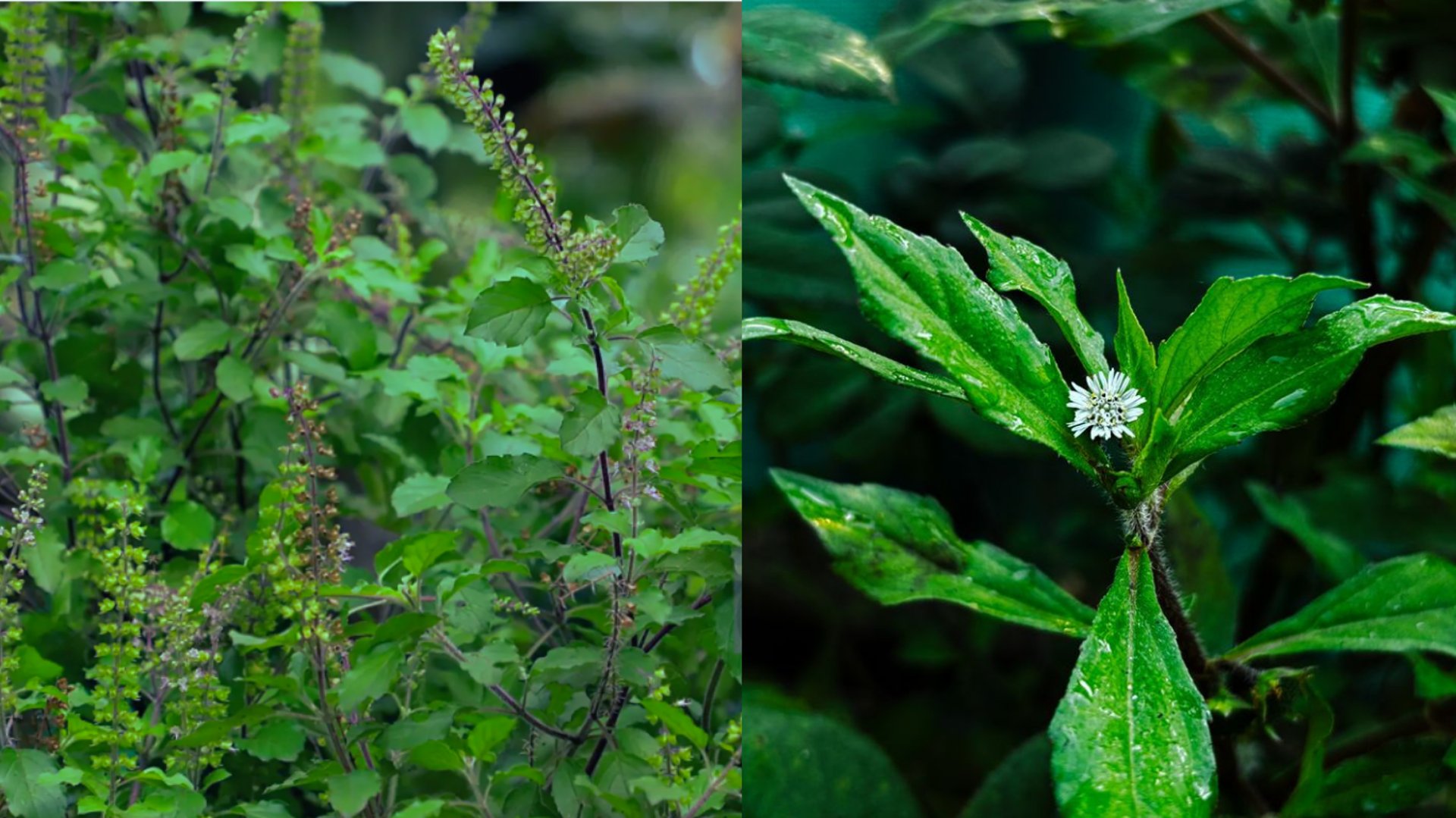 a close up of some green leaves