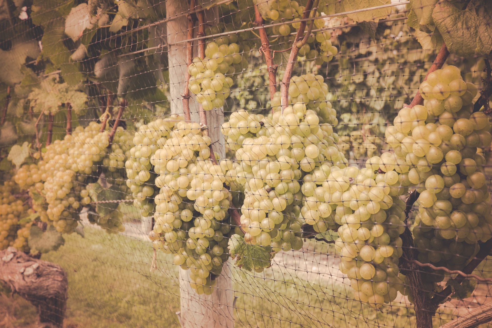 a bunch of grapes hanging from a vine