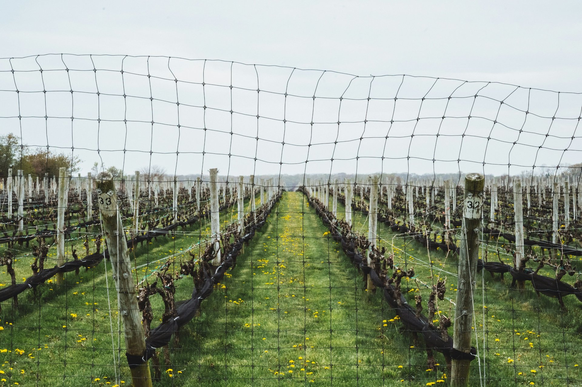a bunch of grapes hanging from a vine