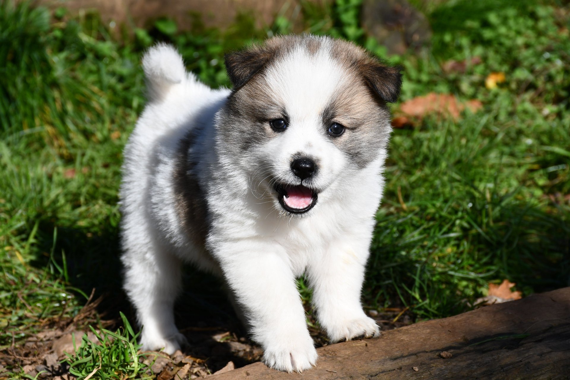 black and white bed linen