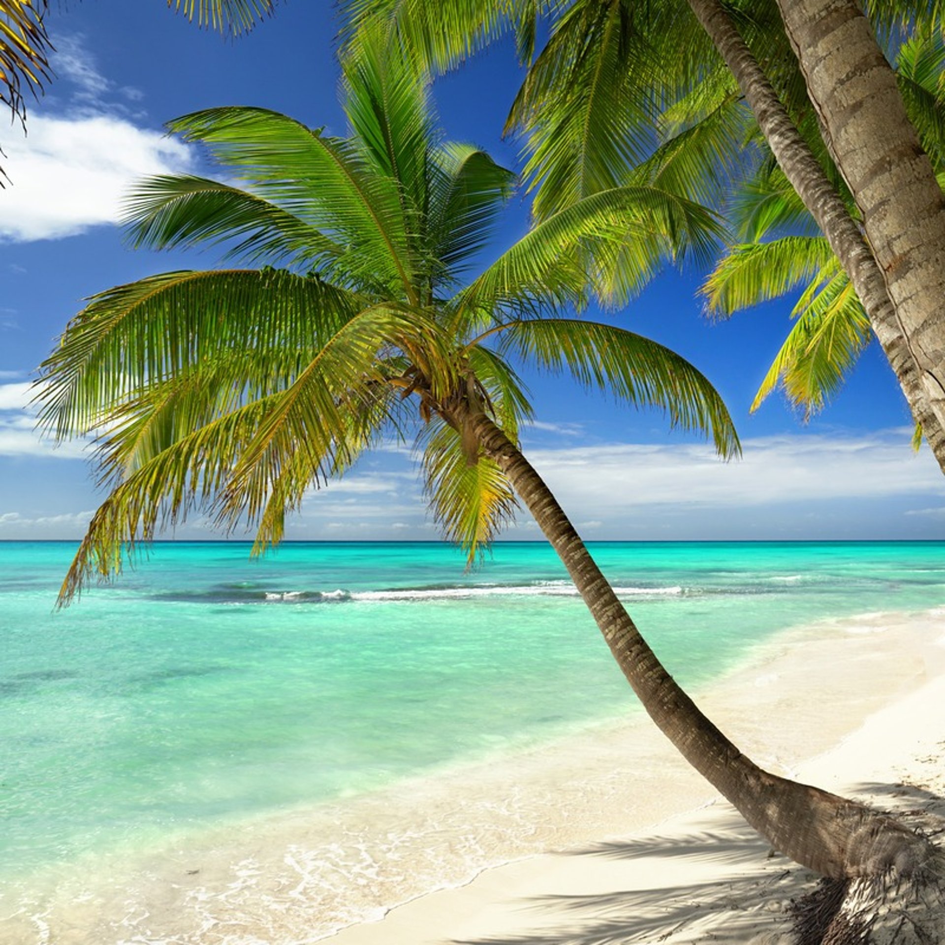 Palm trees on a white sand beach in the Dominican Republic Caribbean
