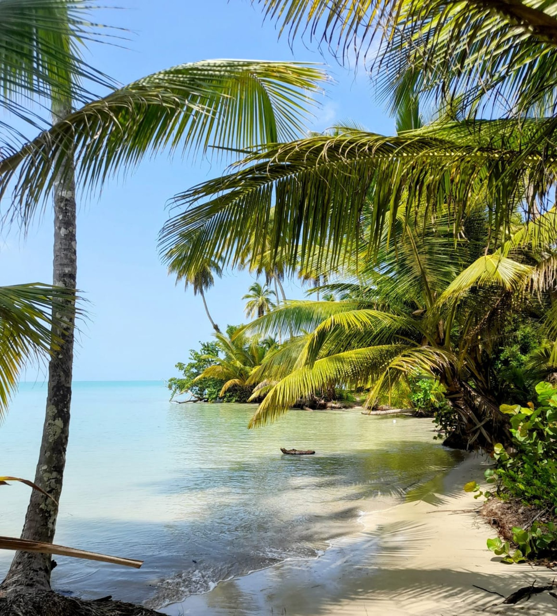 Secluded palm-lined beach with turquoise water in Miches, Dominican Republic