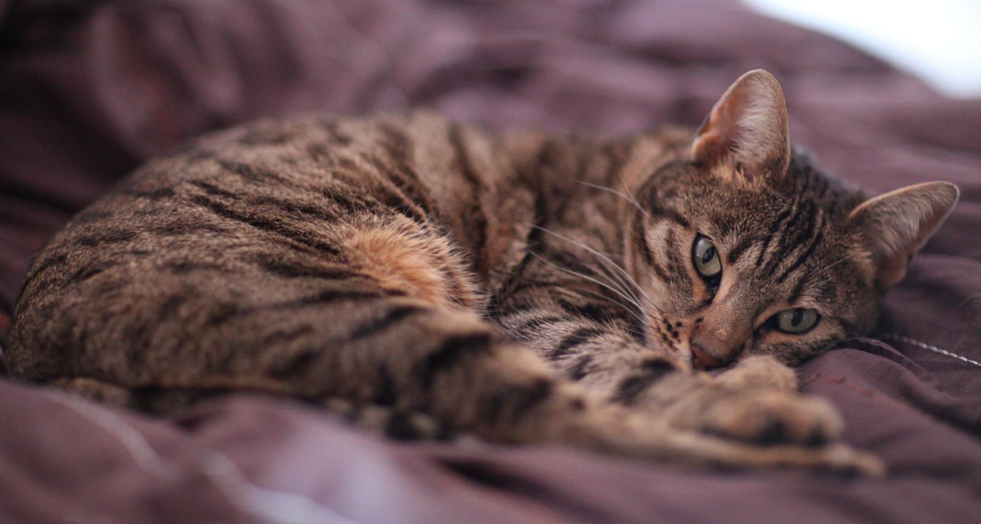 Gorgeous Bengal cat named Pi, proudly fed by Kitty's Rawr Store