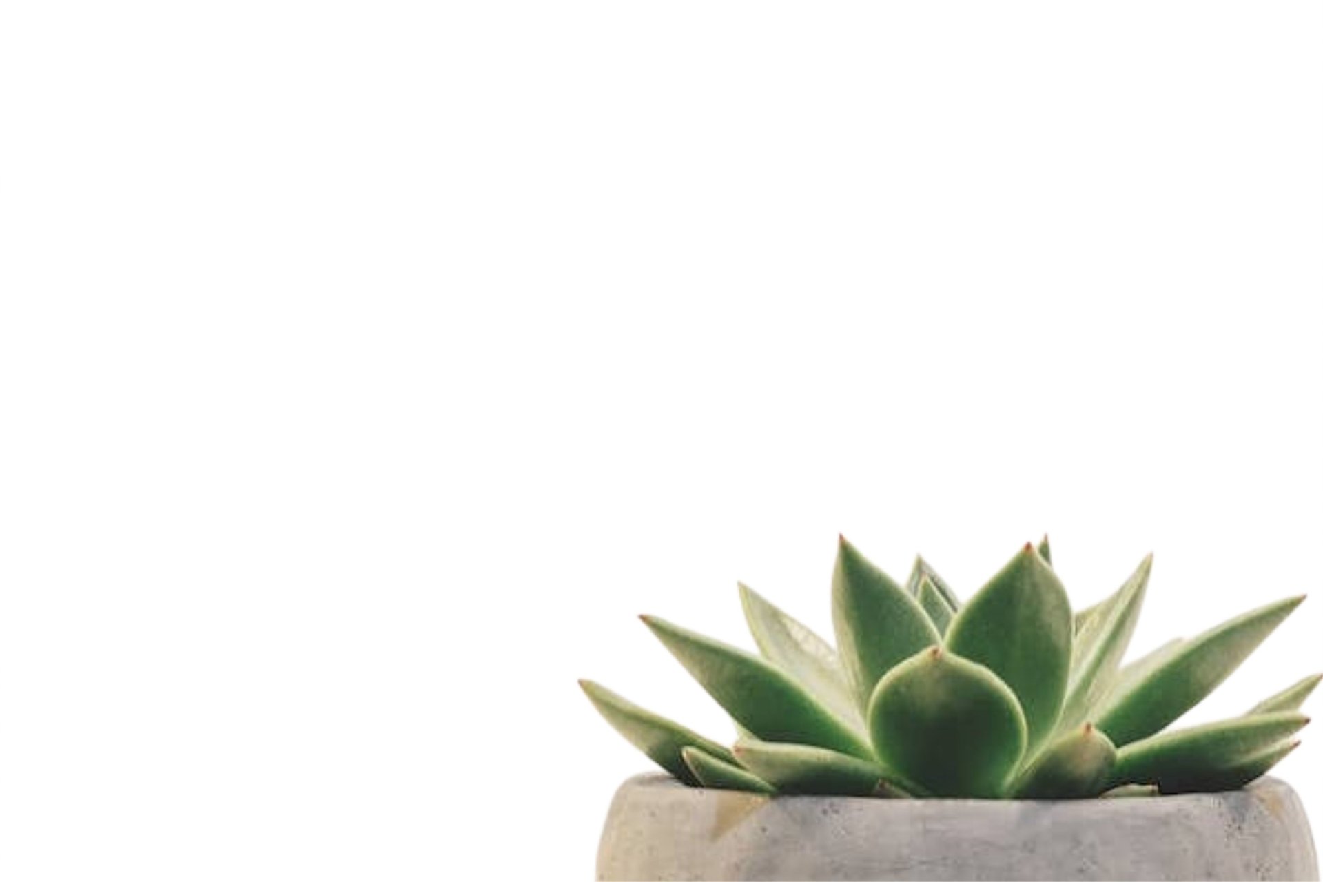a potted plant on a white background