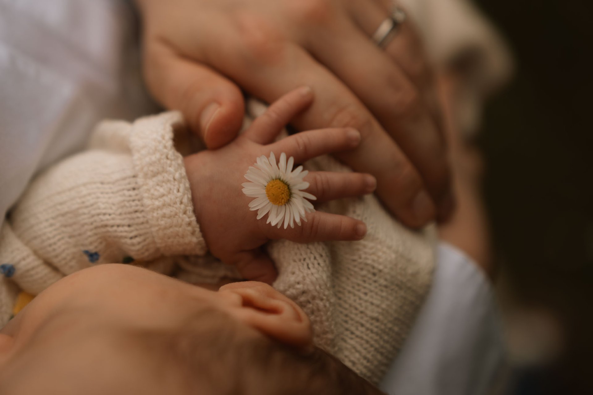 Neugeborenenfotos Babybfoto im Frühling mit Gänseblümchen in der Hand Sophie Sara Fotografie Fotograf Wien und Wiener Neustad
