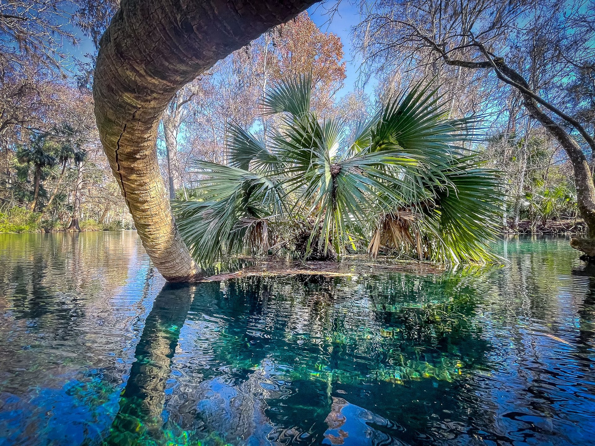 Fallen palm tree reflected in blue spring waters, Silver Springs State Park, Florida stock photo