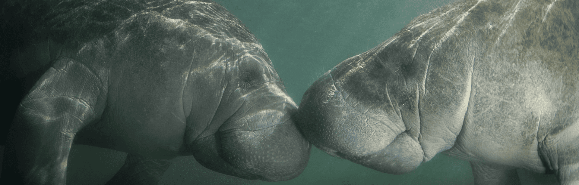 Two Florida Manatees nose to nose as the sun shines down on them.