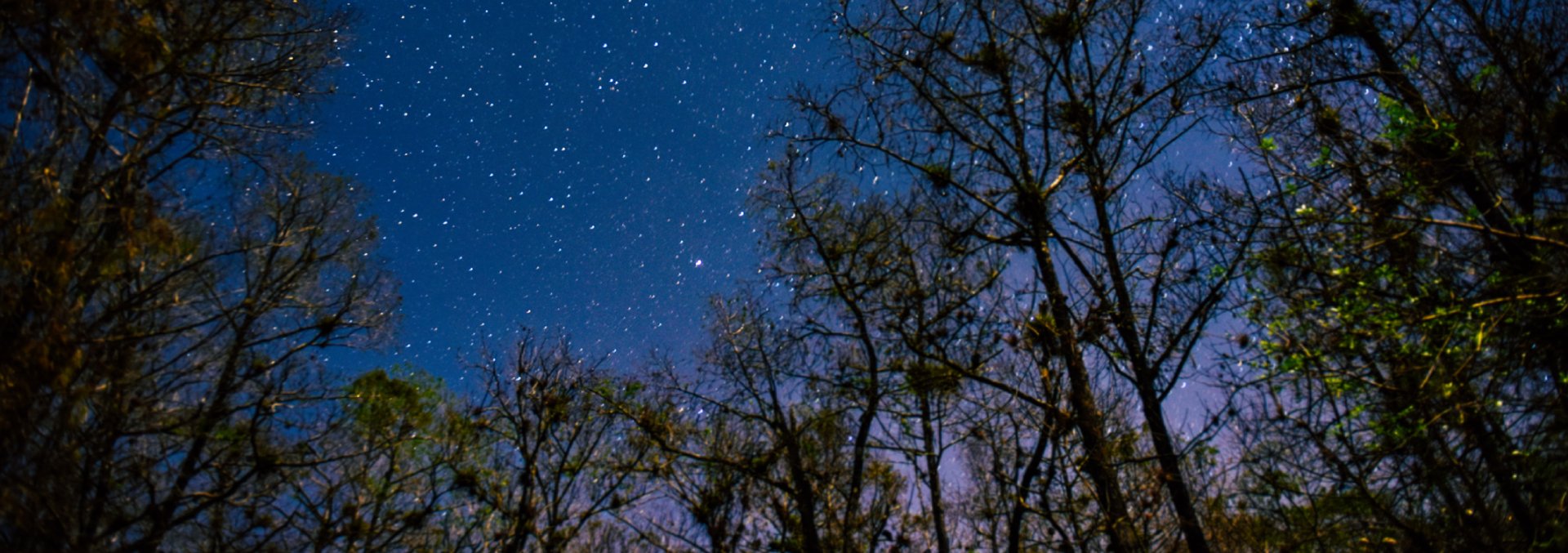 Stars light up at night in Rainbow Springs, Florida