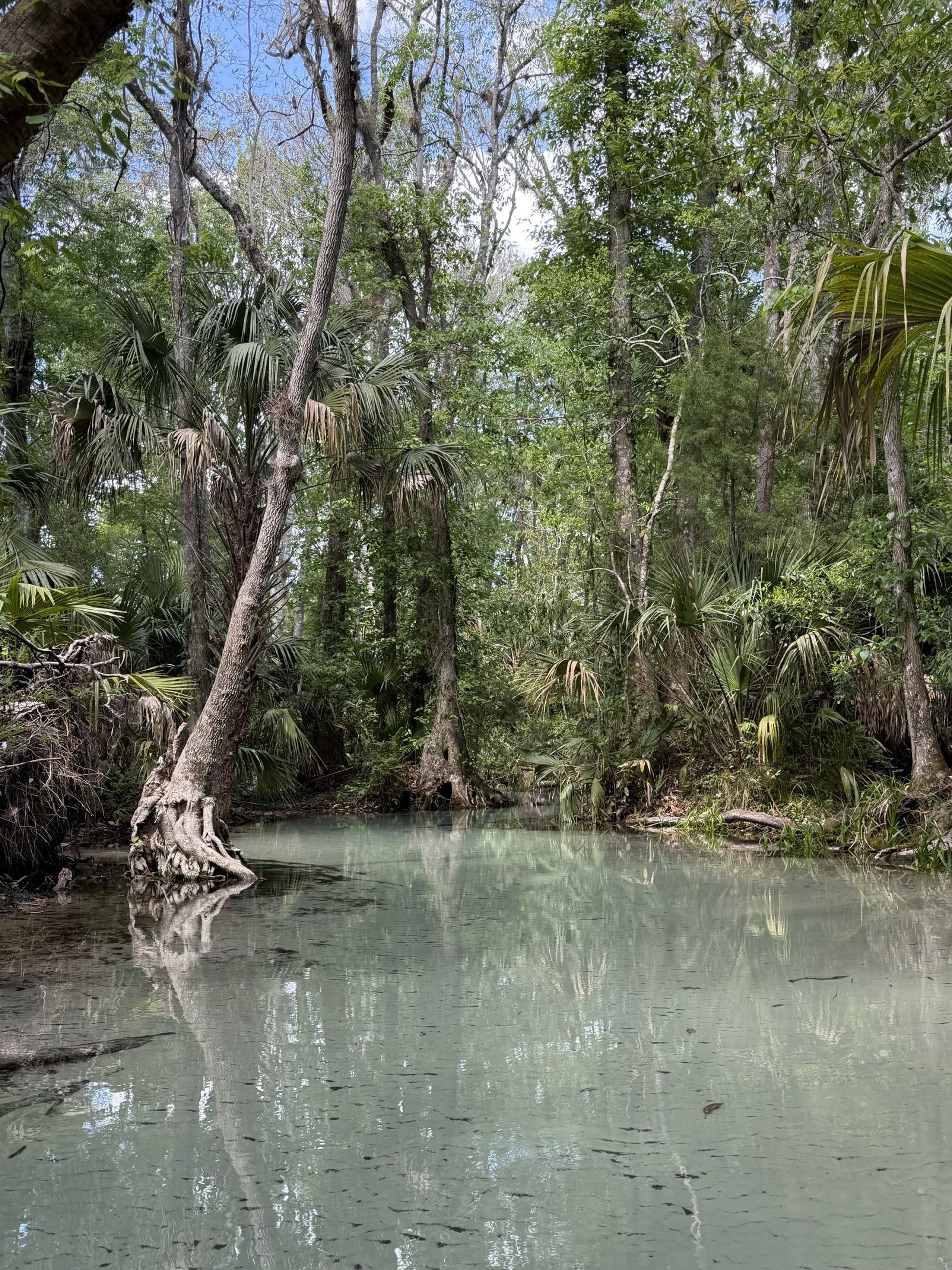 Rainbow Springs