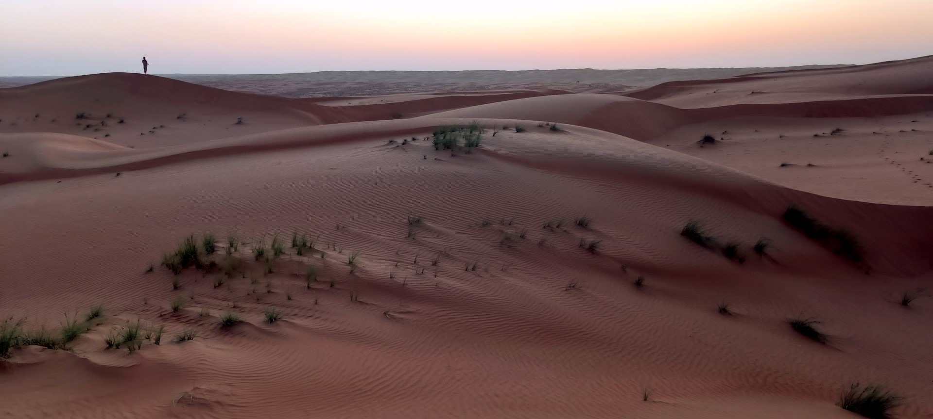 brown camel at the desert during daytime