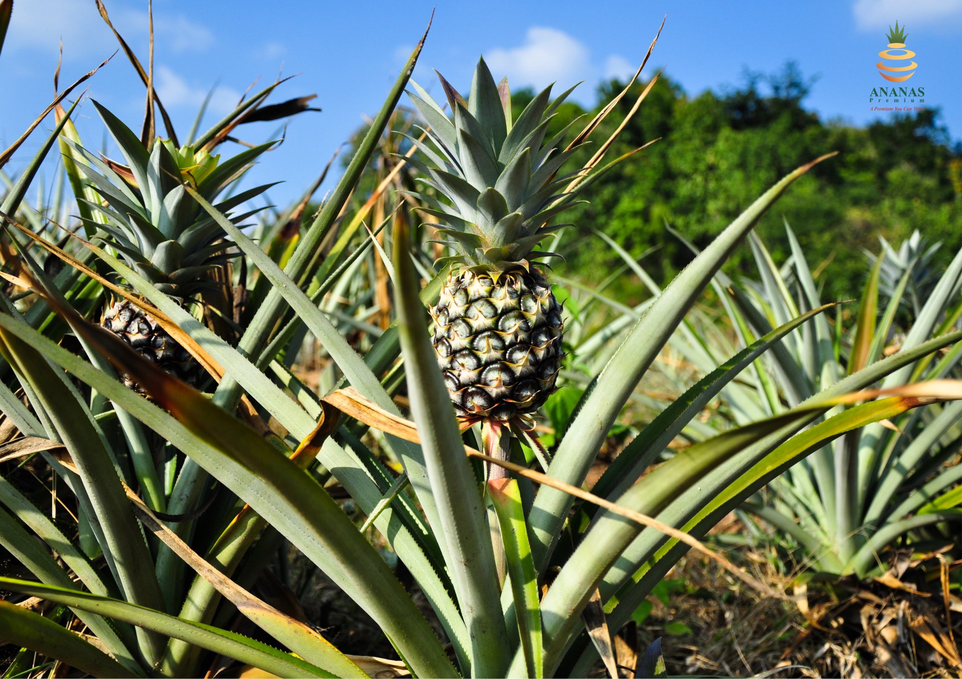 orange and green pineapple fruits