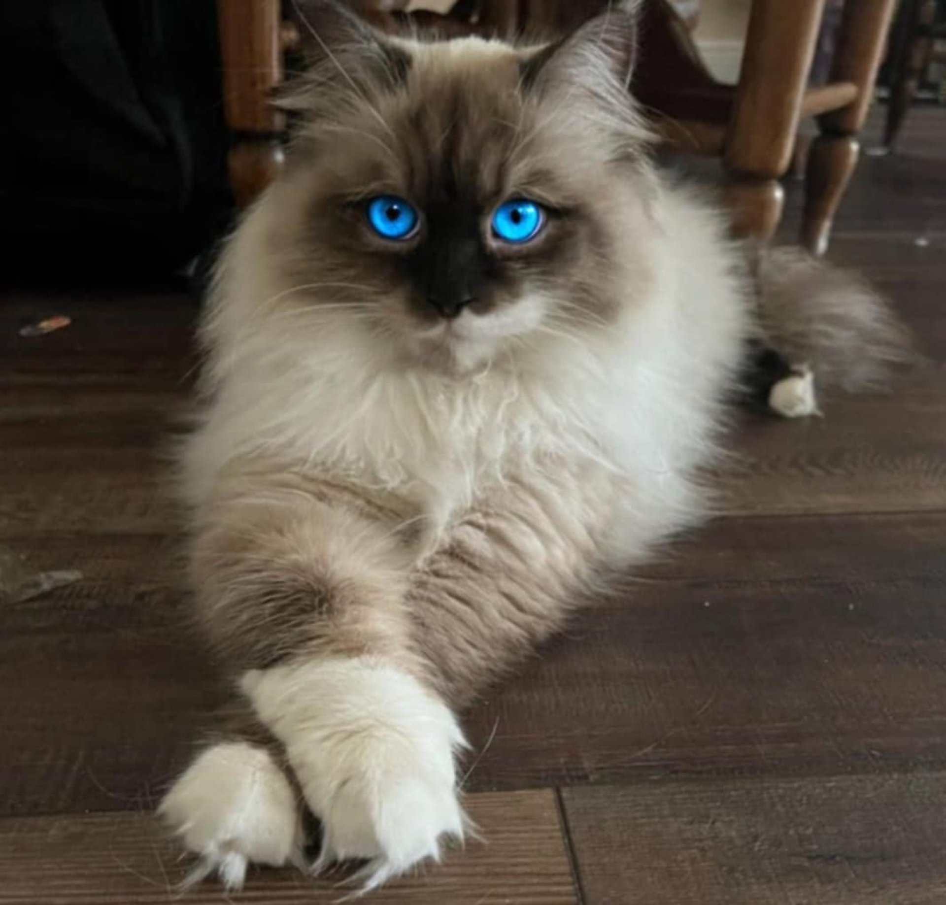 Moirah Rose Seal Lynx Point with white Siberian Forest Cat