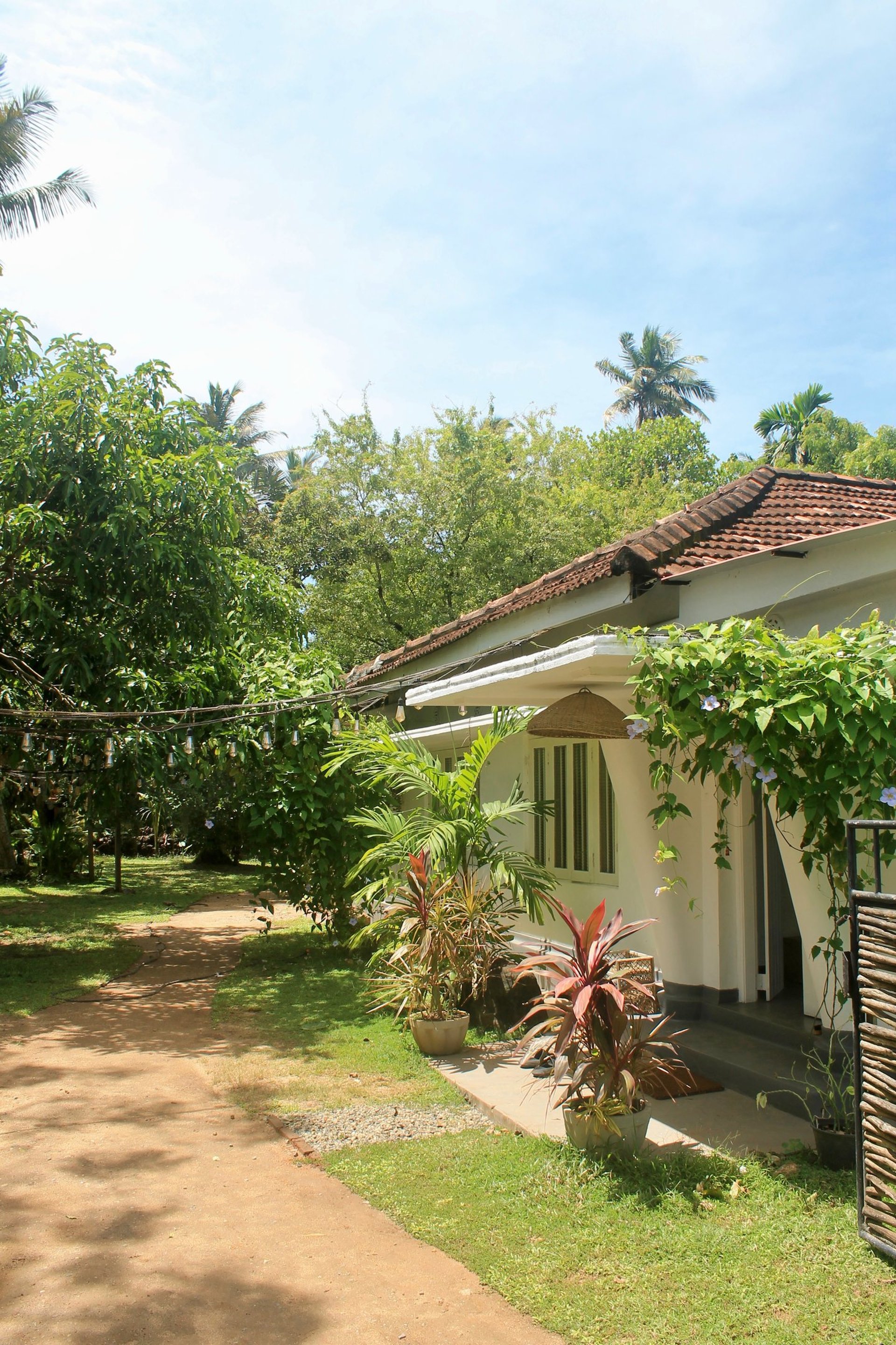 green leaves with white background