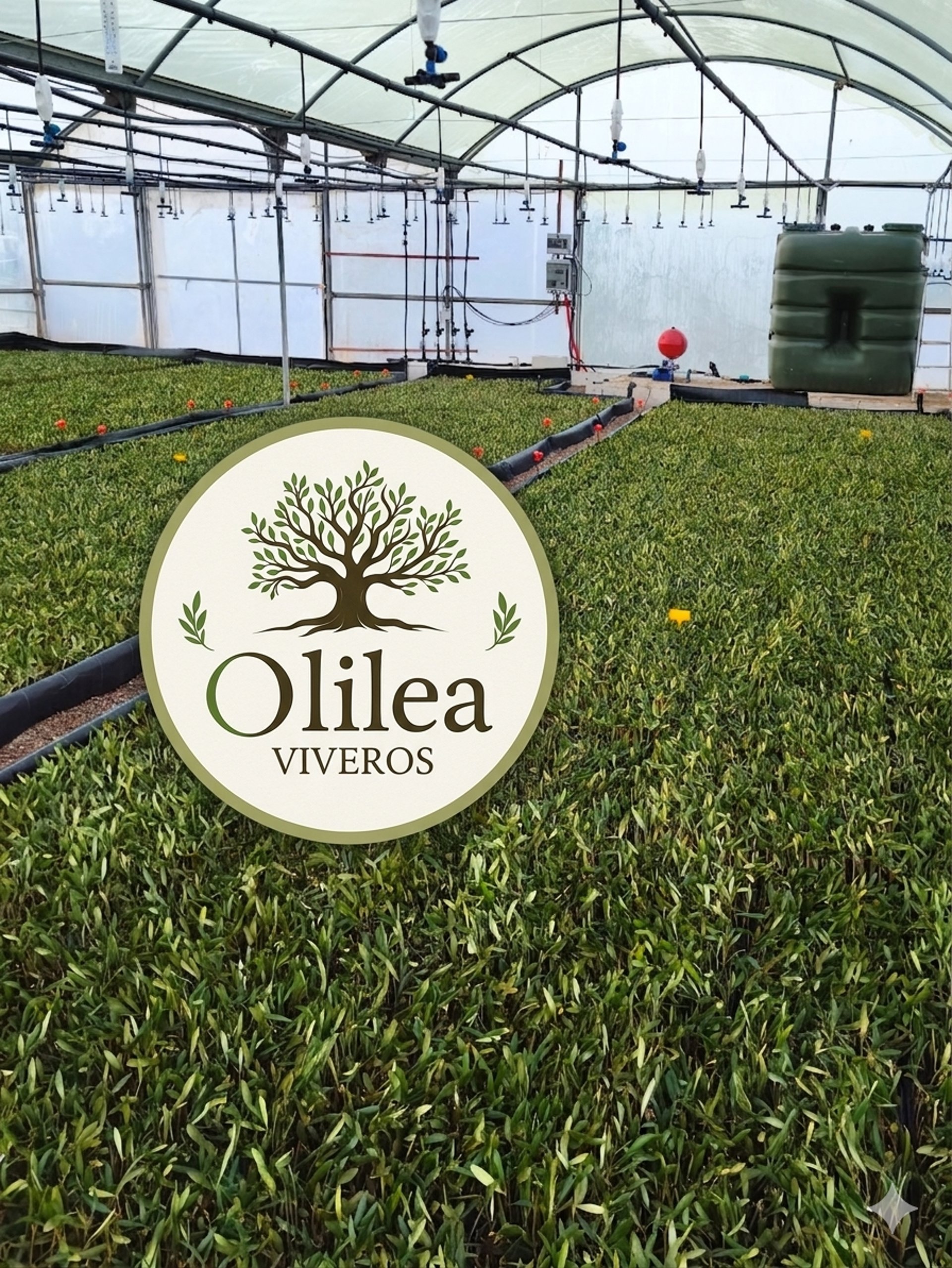 green plant with yellow flowers