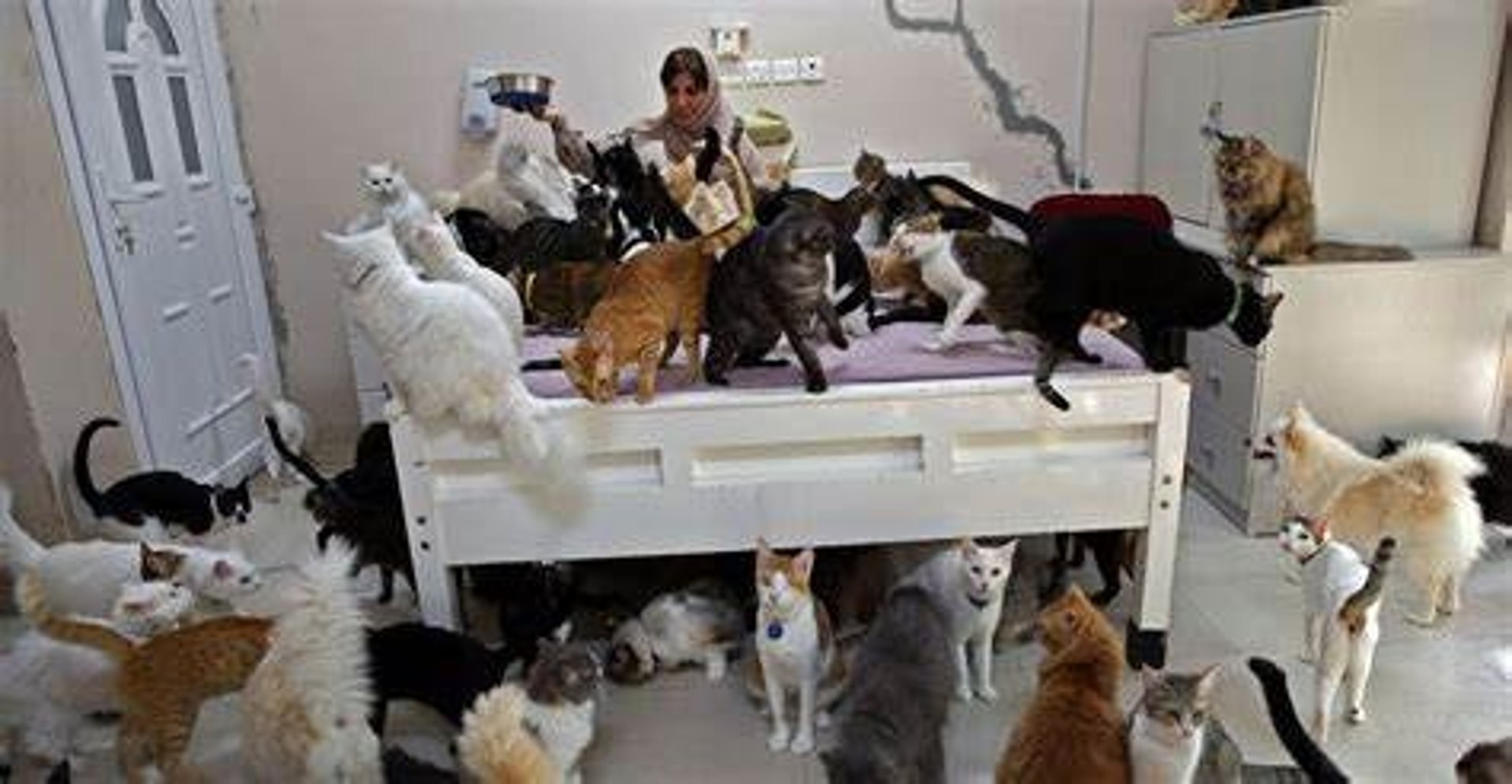 a flock of pigeons sitting on top of a building