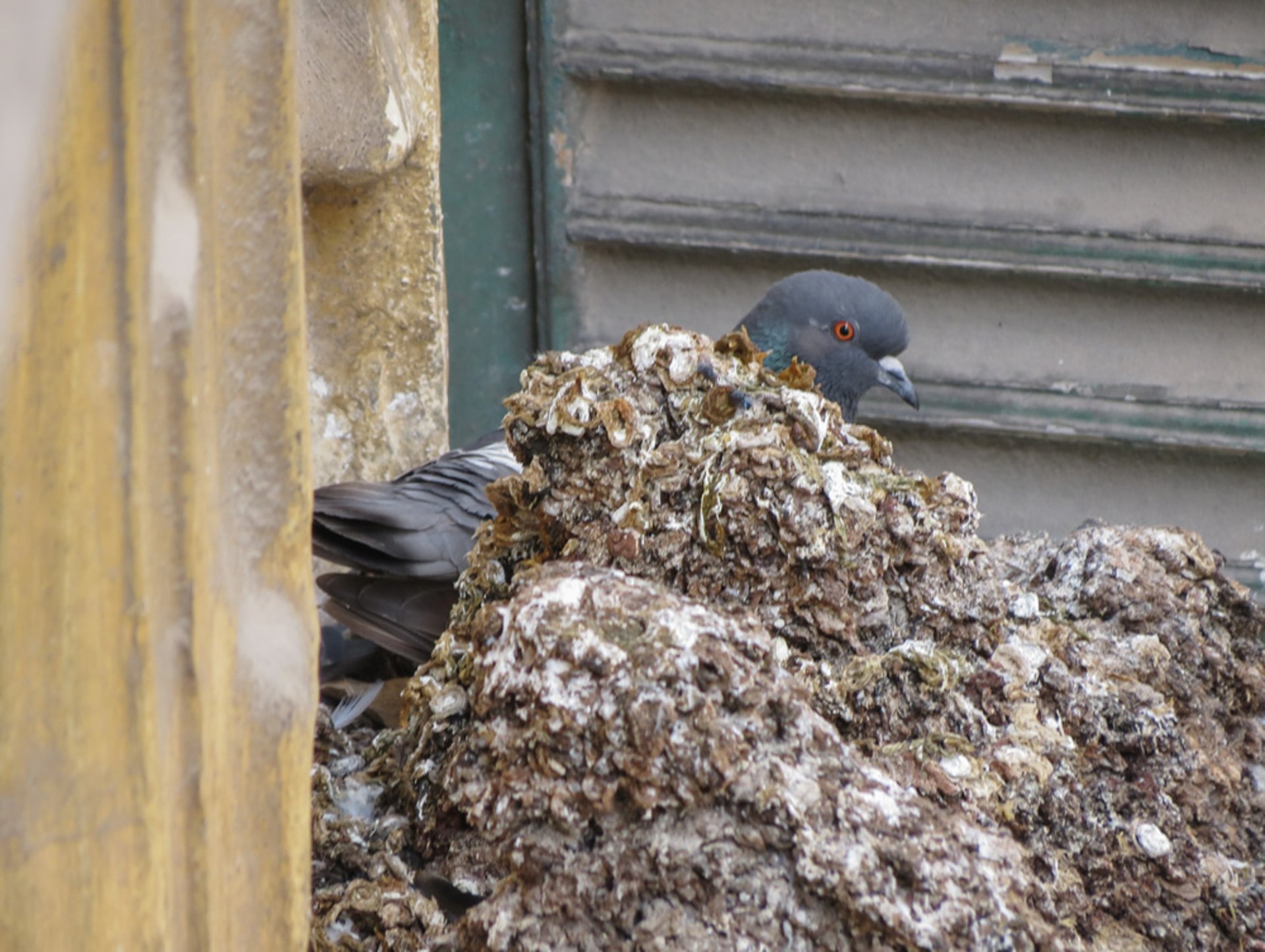 a flock of pigeons sitting on top of a building