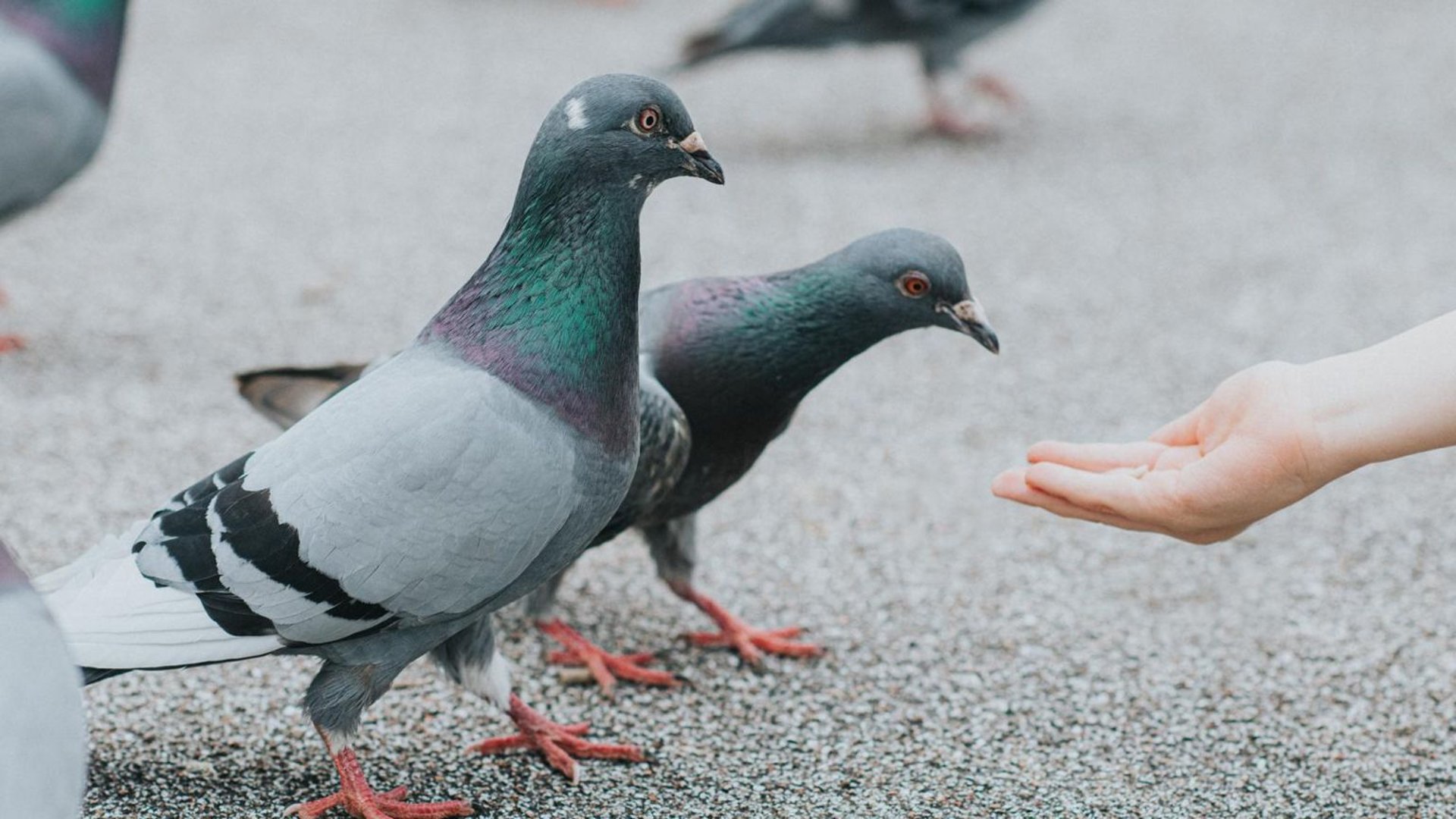 a flock of pigeons sitting on top of a building