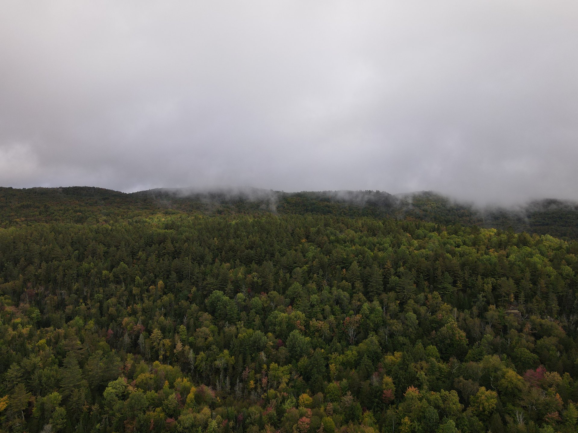 a forest filled with lots of trees covered in snow