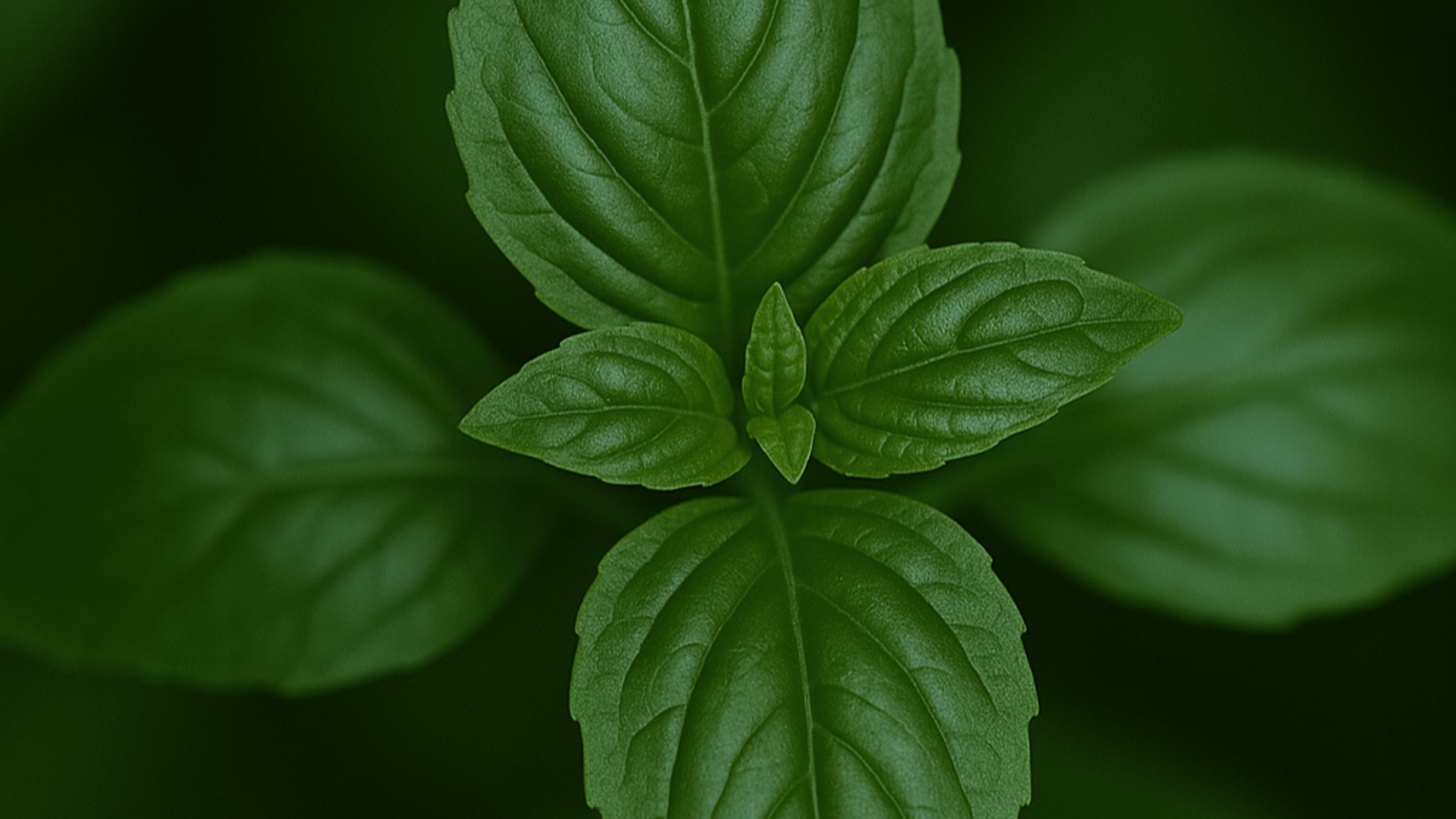 Zomm sur une photo macro d'un basilic avec plusieurs feuilles