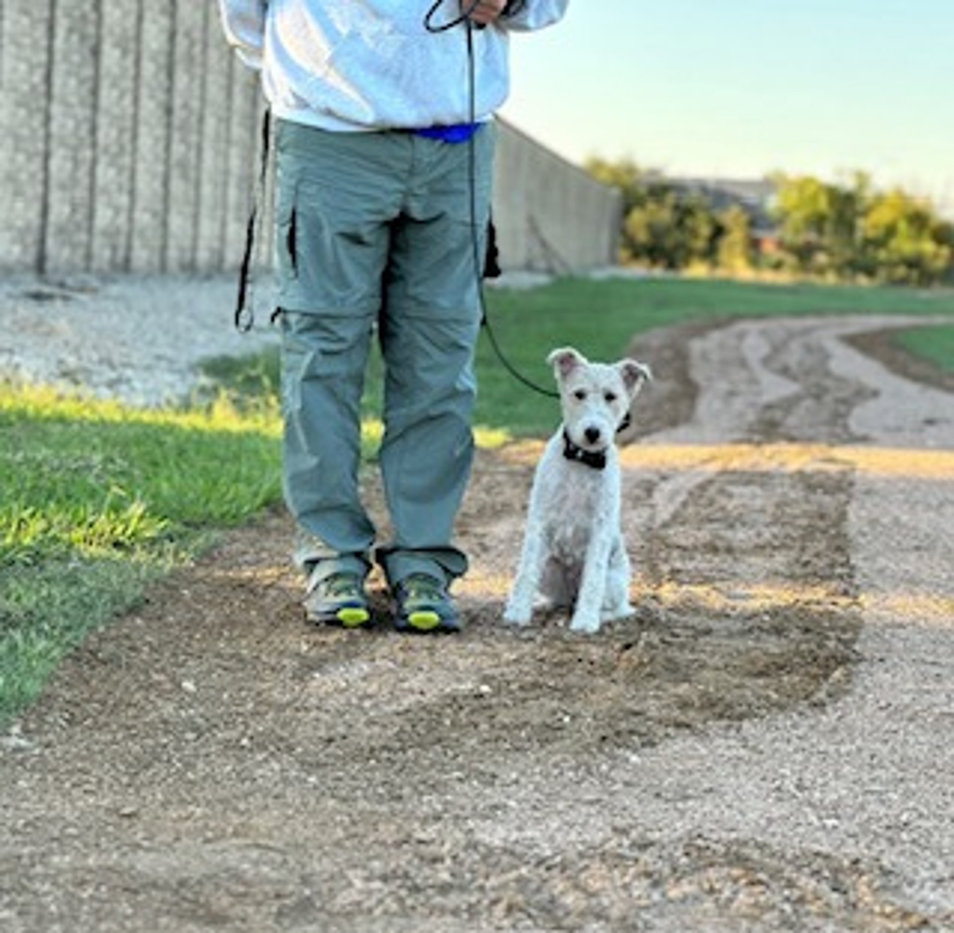 All dogs sale training