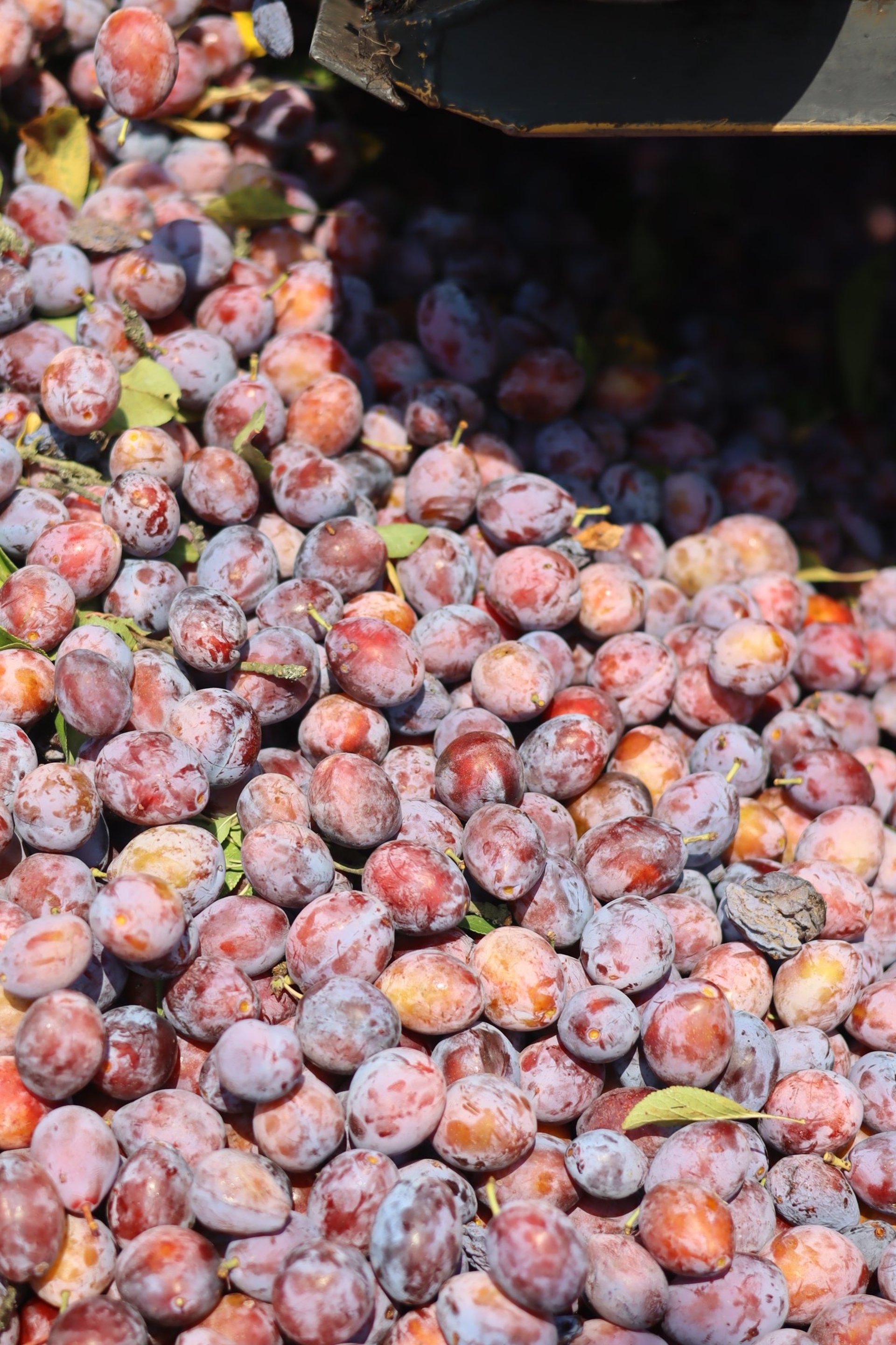 woman wearing yellow long-sleeved dress under white clouds and blue sky during daytime