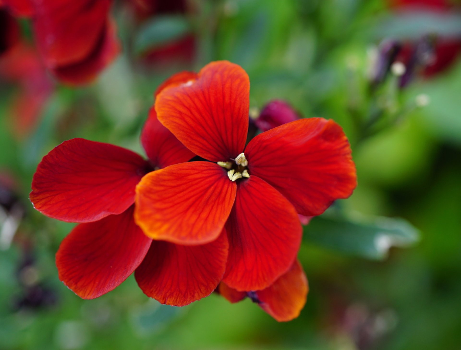 shallow photography of leaves