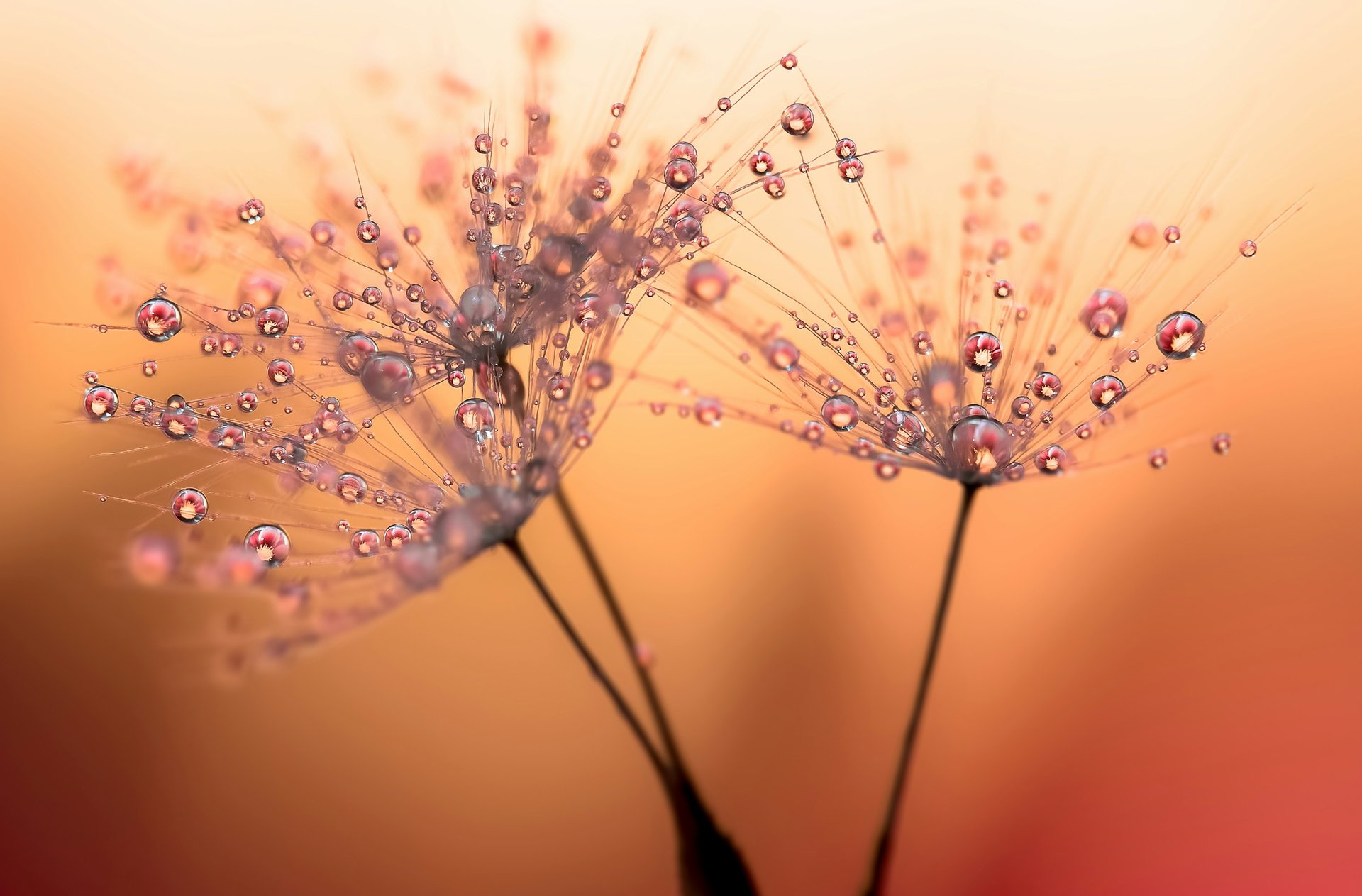 a dandelion with drops of water on it