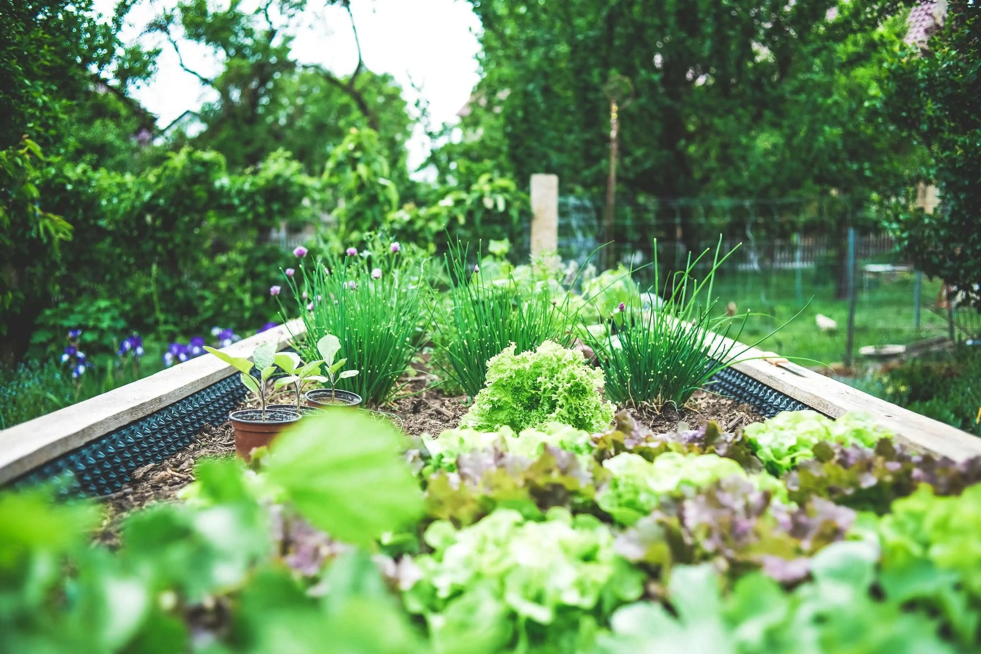 honestgarden1
