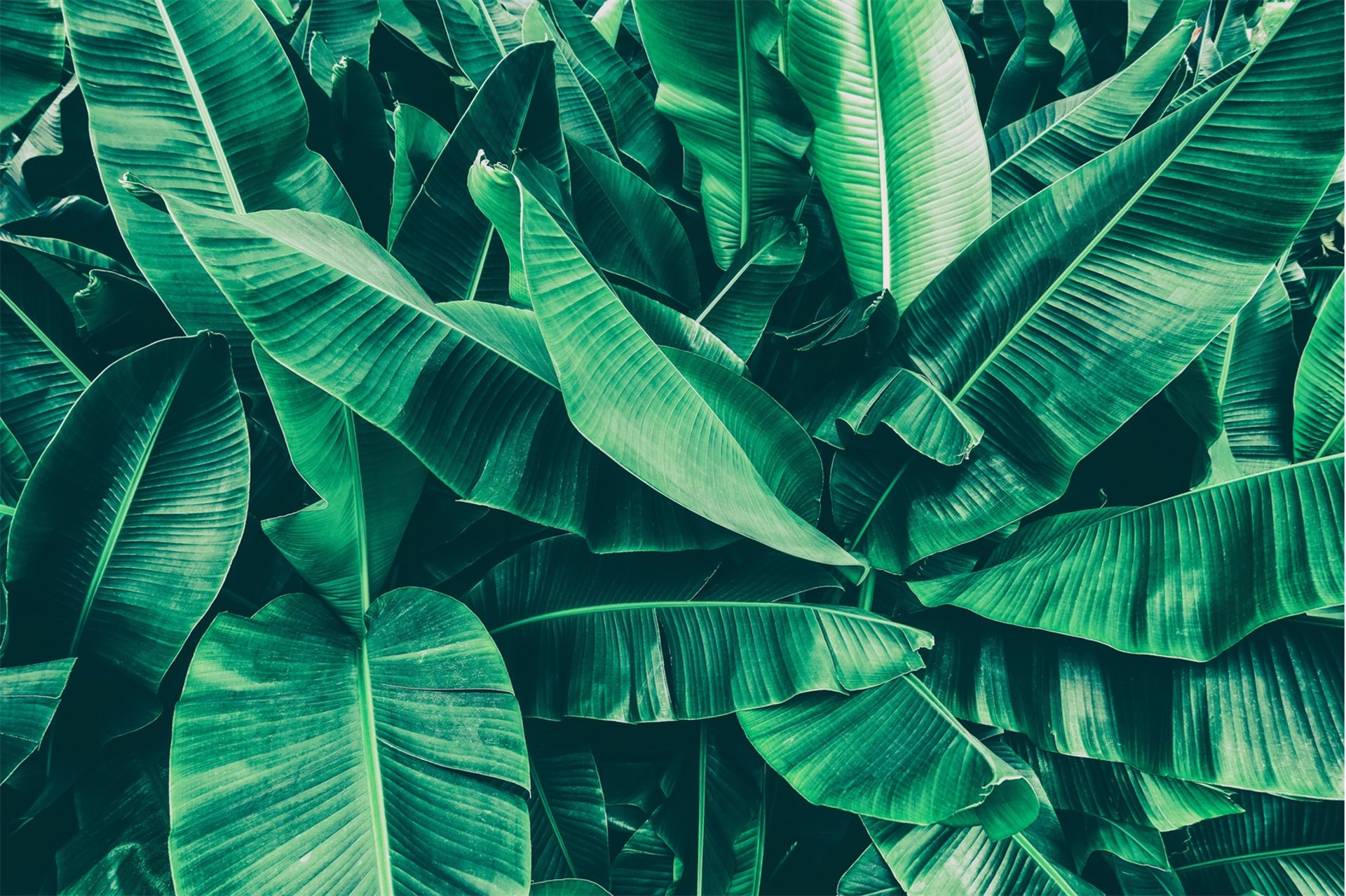 black and brown leather padded tub sofa