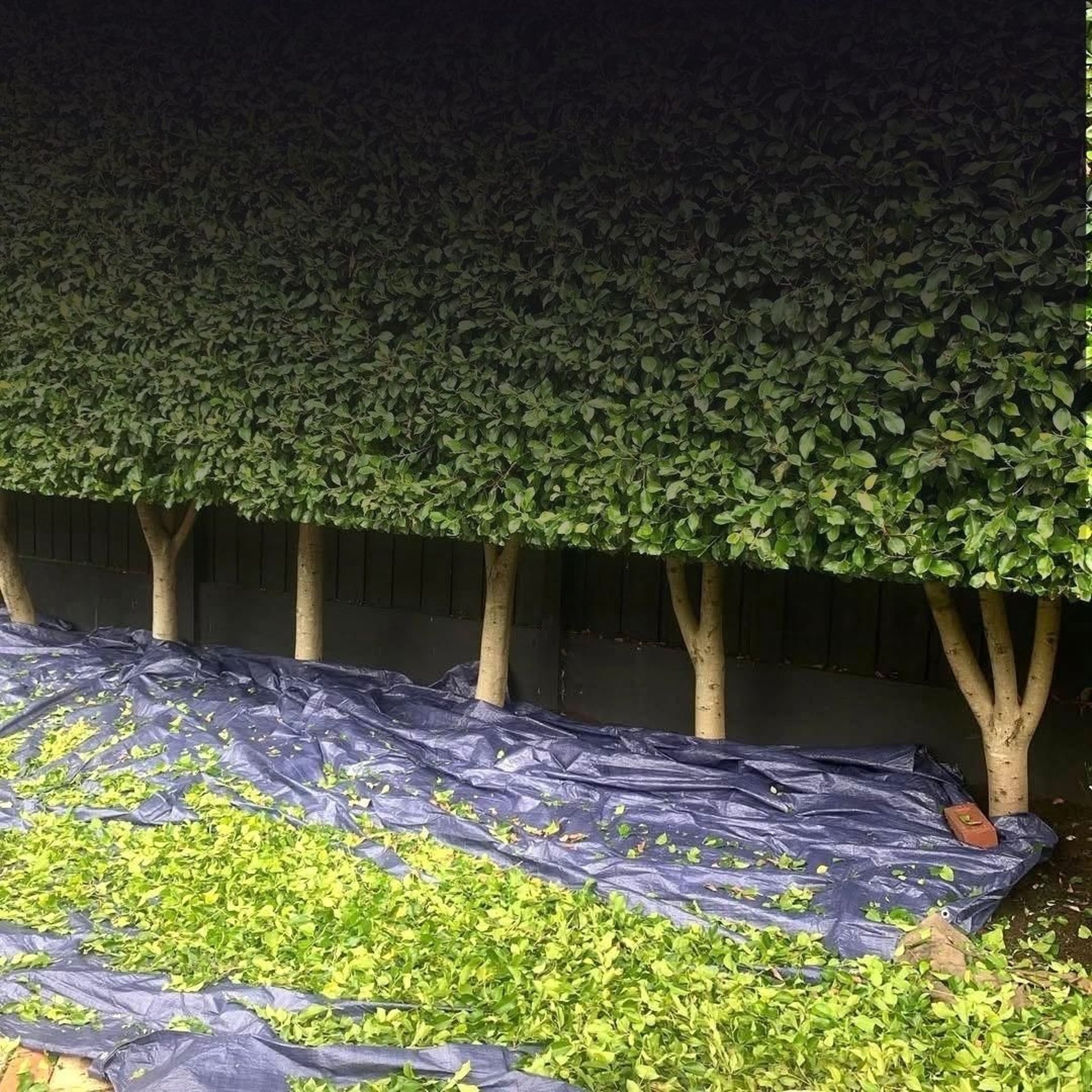 cutting a laurel hedge in sunderland