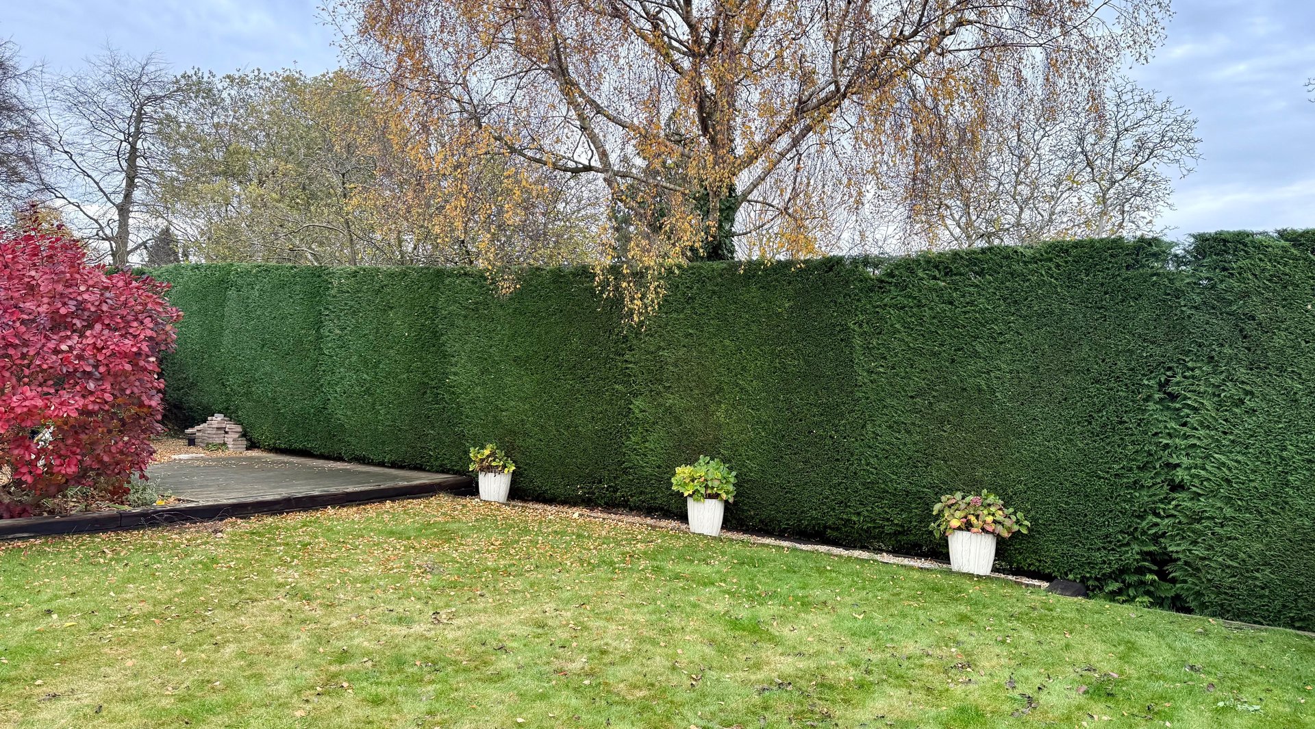 ater picture of a conifer hedge being trimmed