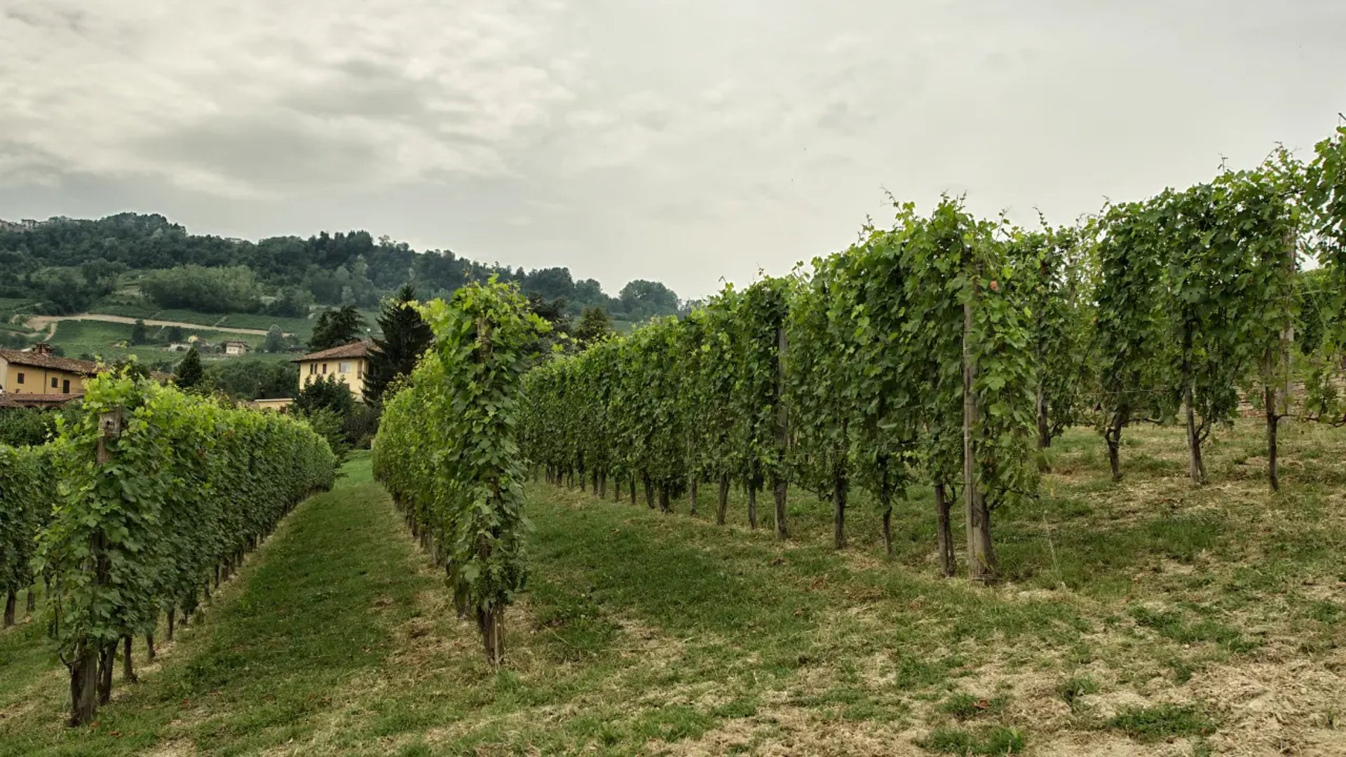 barolo?s winery at La Morra Piedmont Italy
