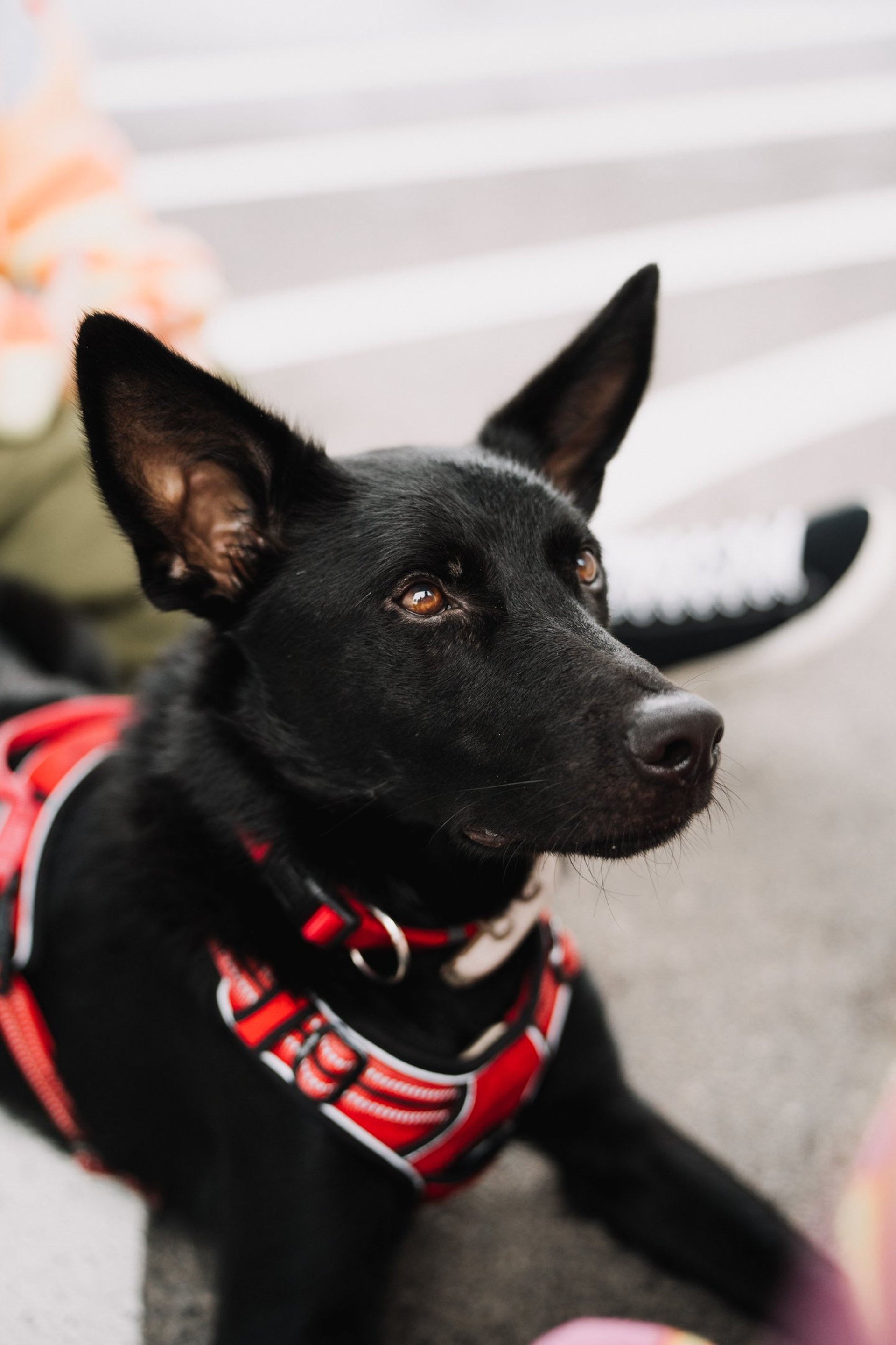 black and white short coated dog on green grass field during daytime