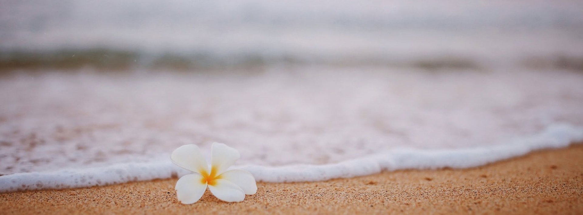 white flower on brown sand near body of water during daytime