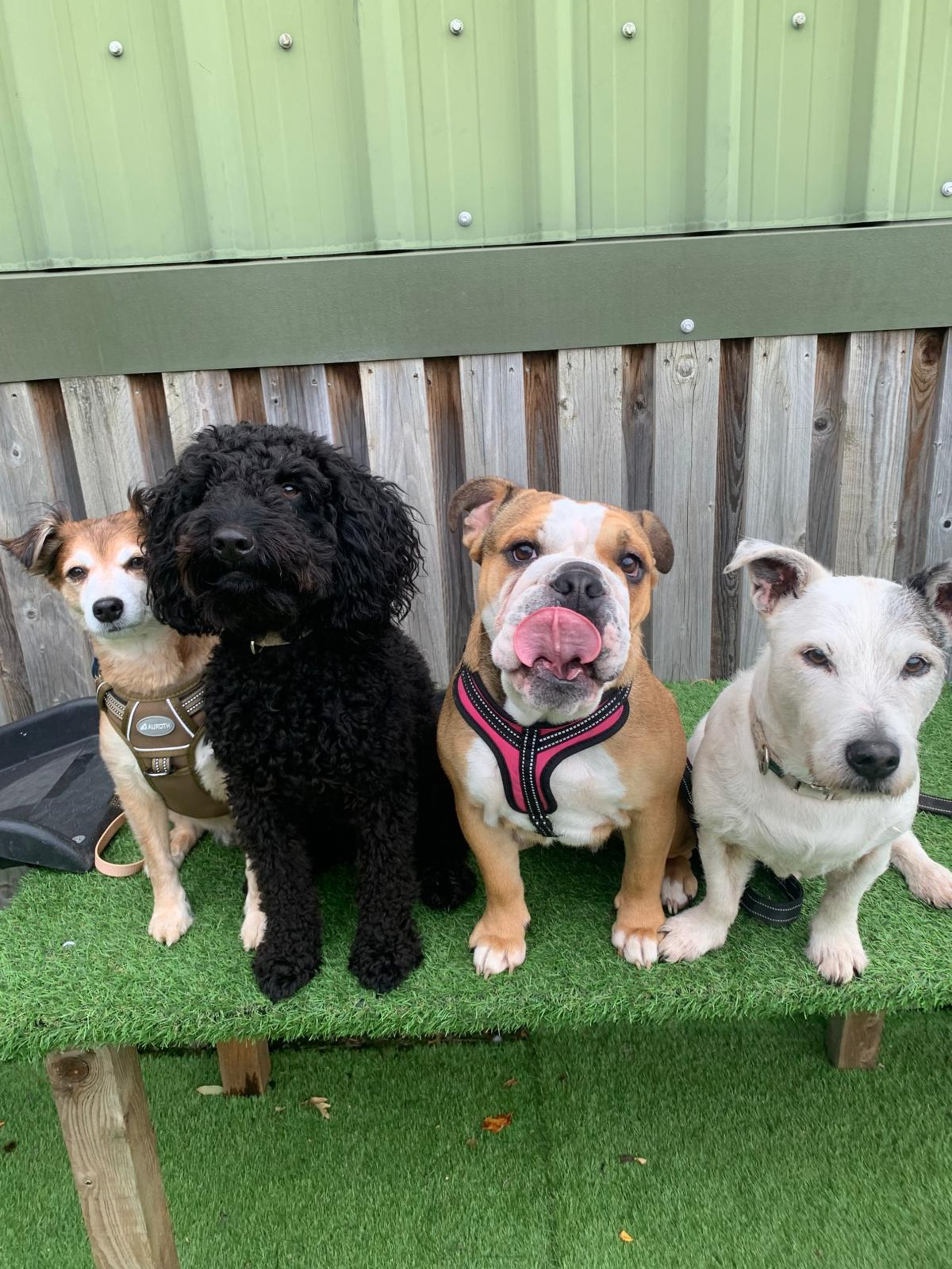 black and brown leather padded tub sofa