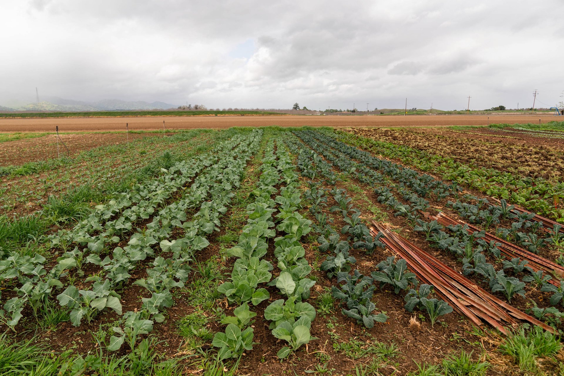 carrots and onions in brown wicker basket