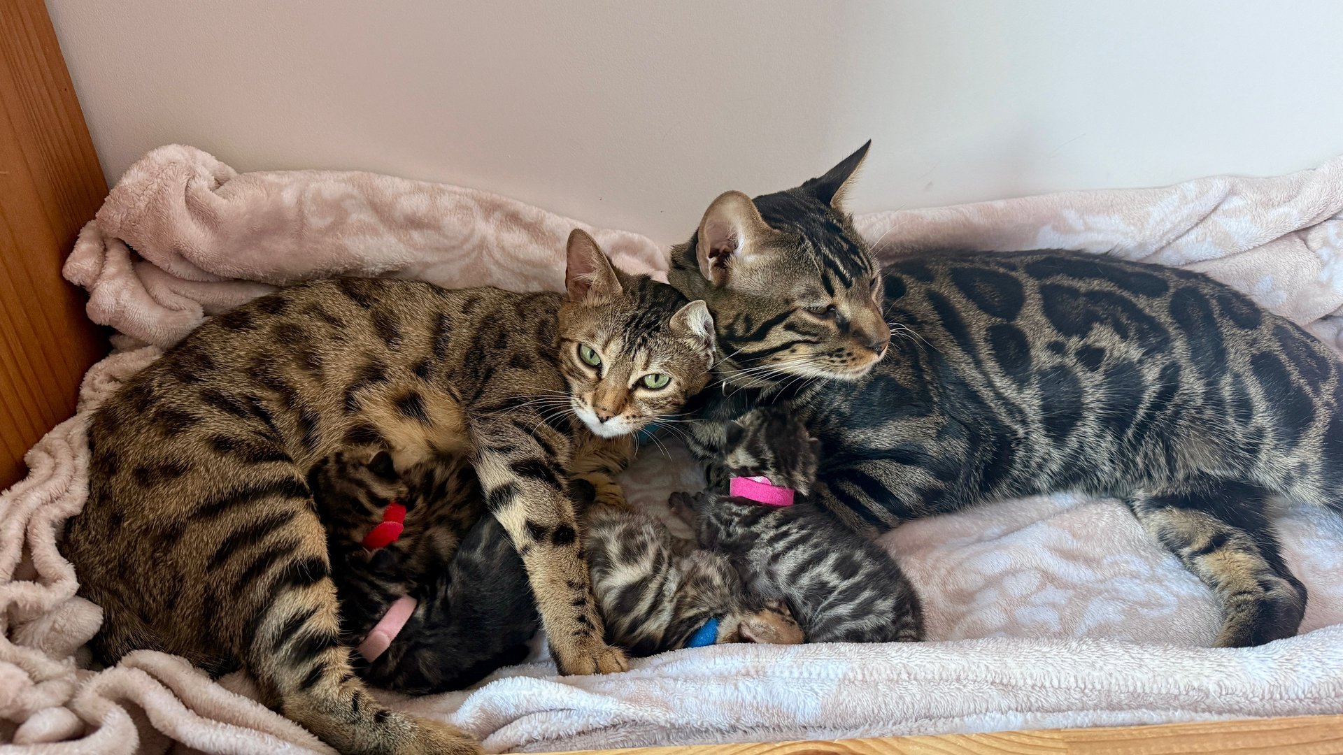 Elevage familial de chats du Bengal LOOF au coeur de la métropole de LILLE