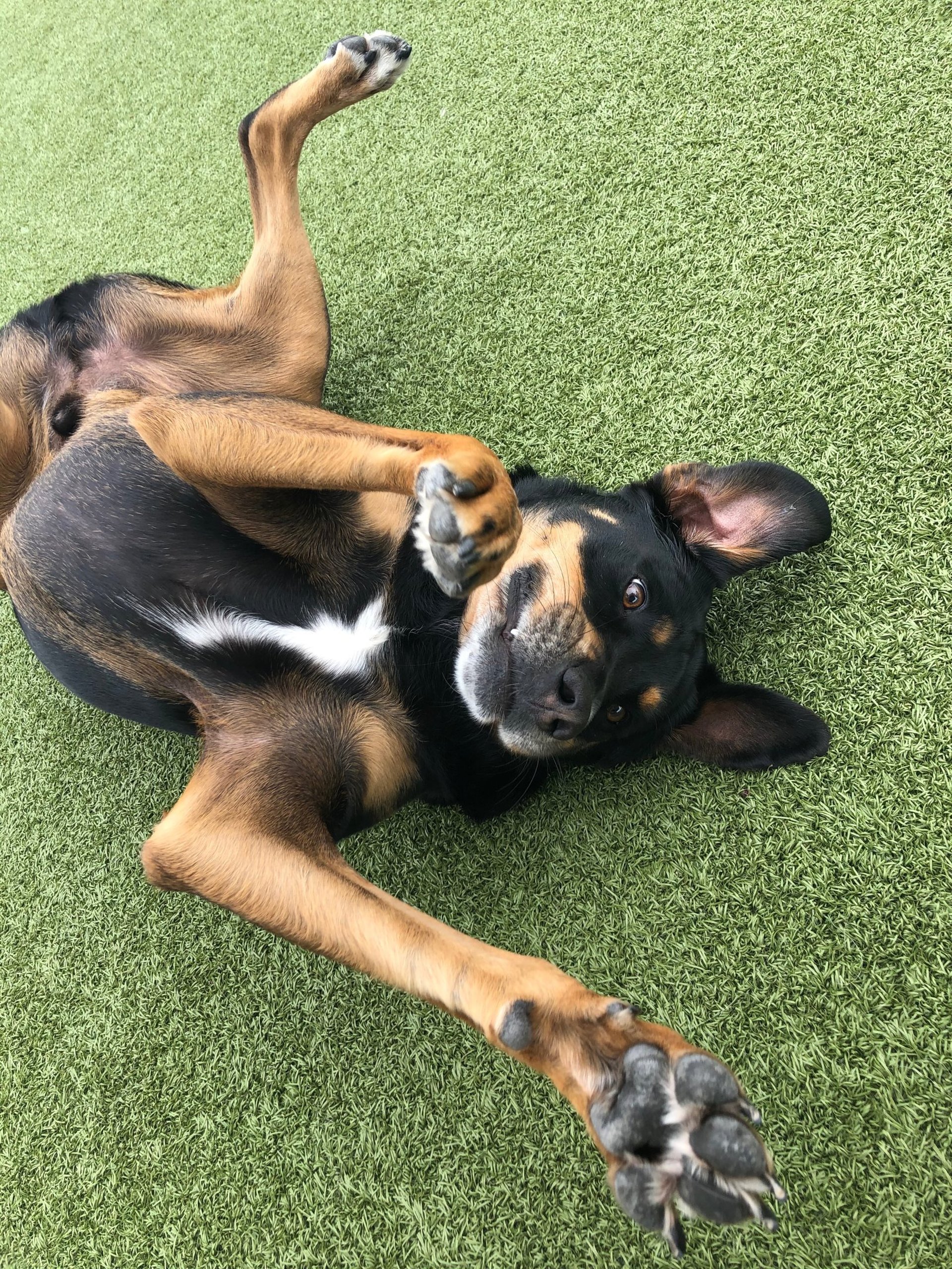 a close up of a black and brown abstract painting