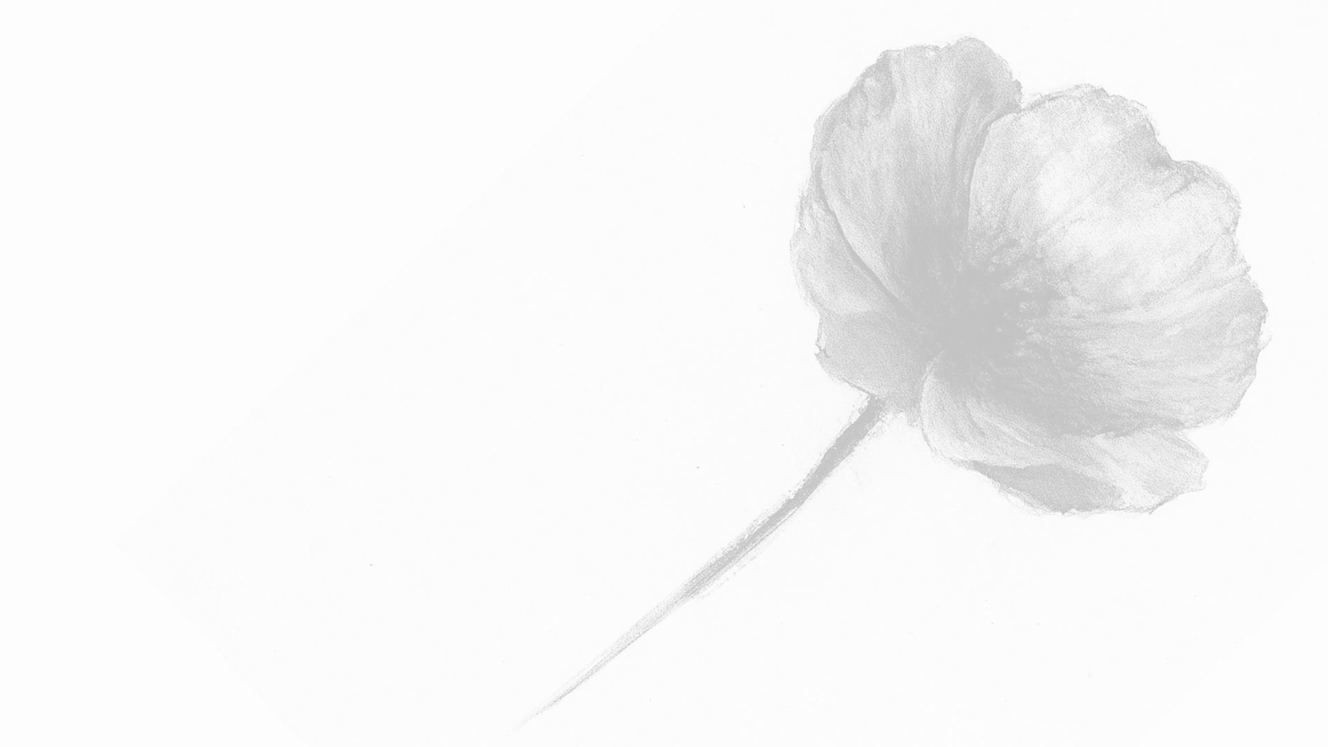 Black and white line drawing of a red poppy in bloom