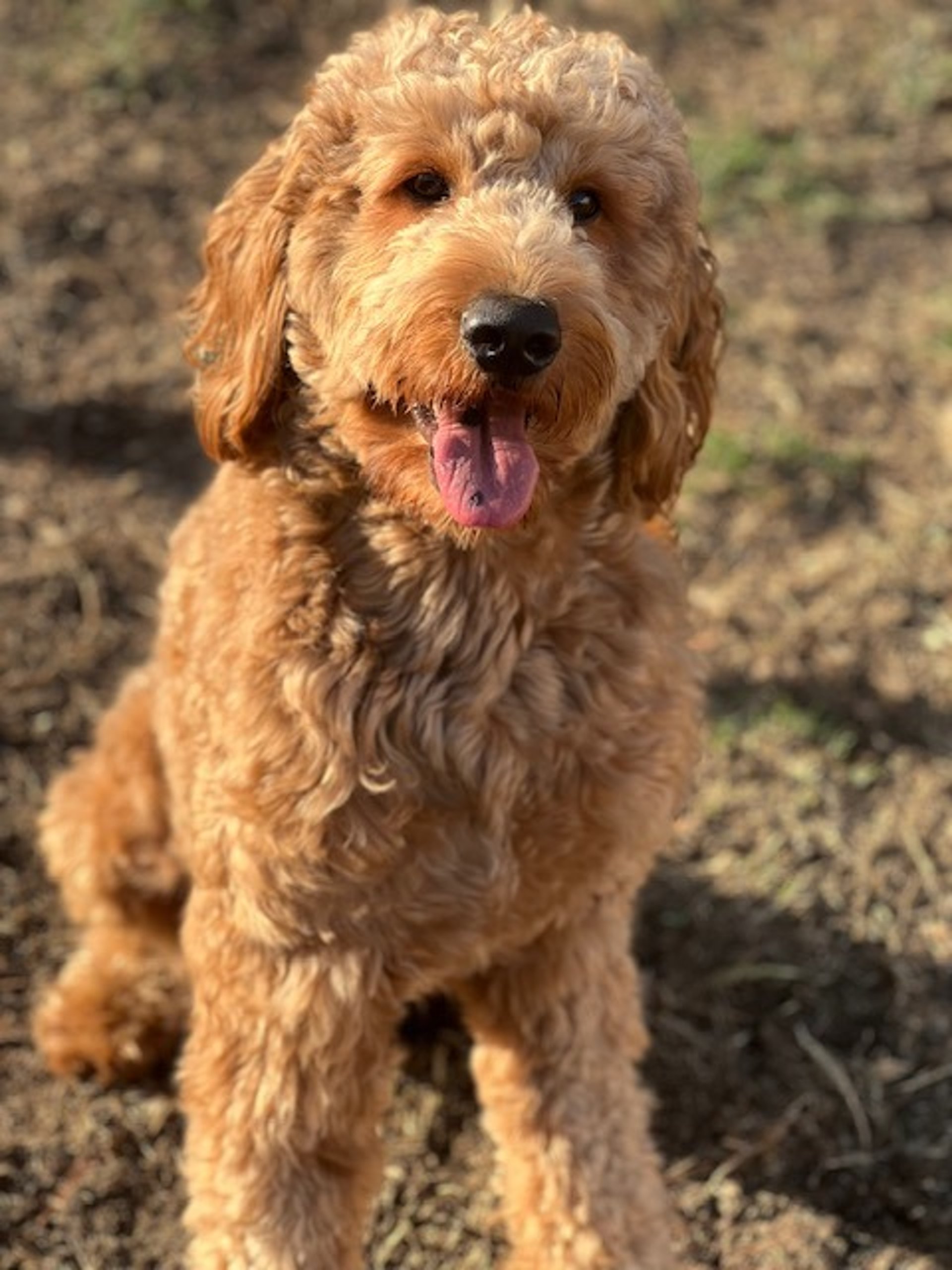 gray computer monitor