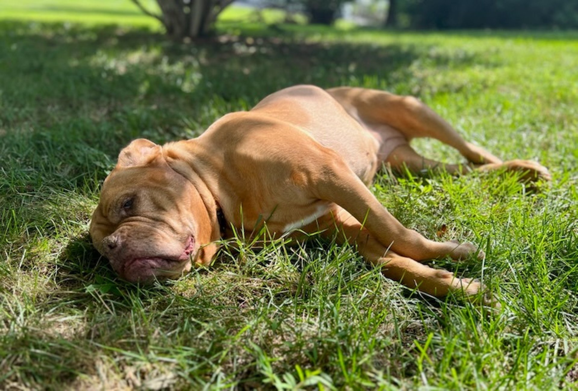 shallow focus photography of dog and cat