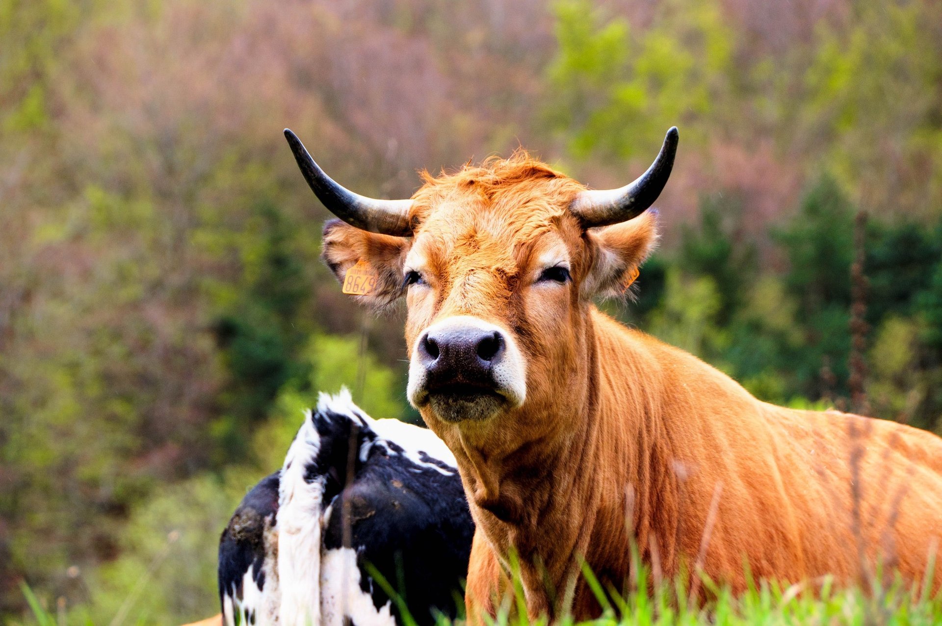 herd of cattle munching grass on field