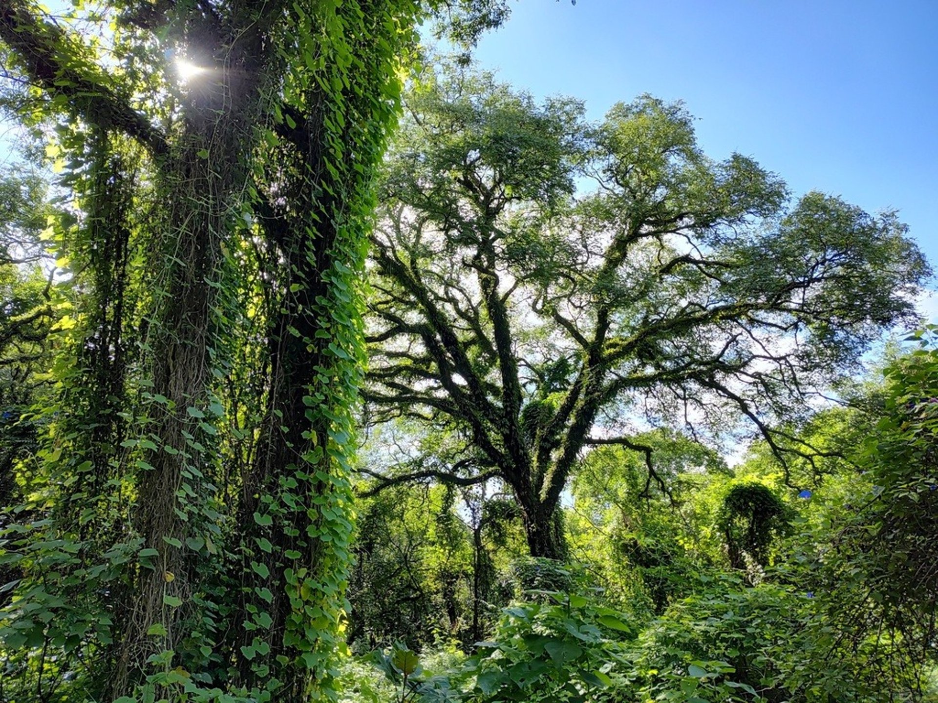 imagen de las yungas de San Lorenzo