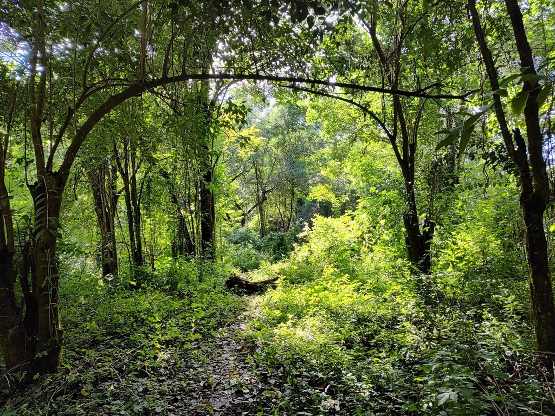 selva tupida de San Lorenzo, Salta Capital