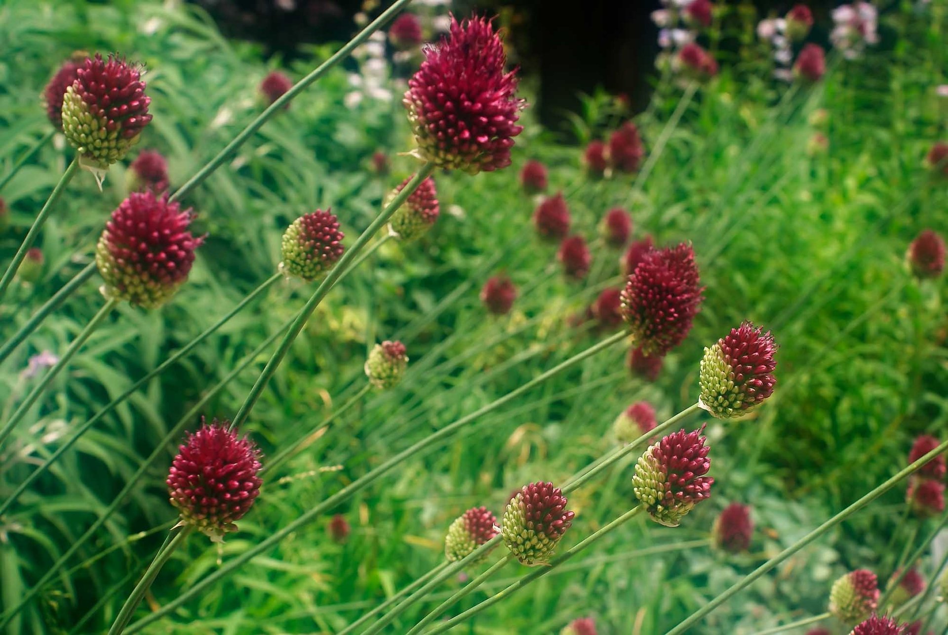orange petaled flowers