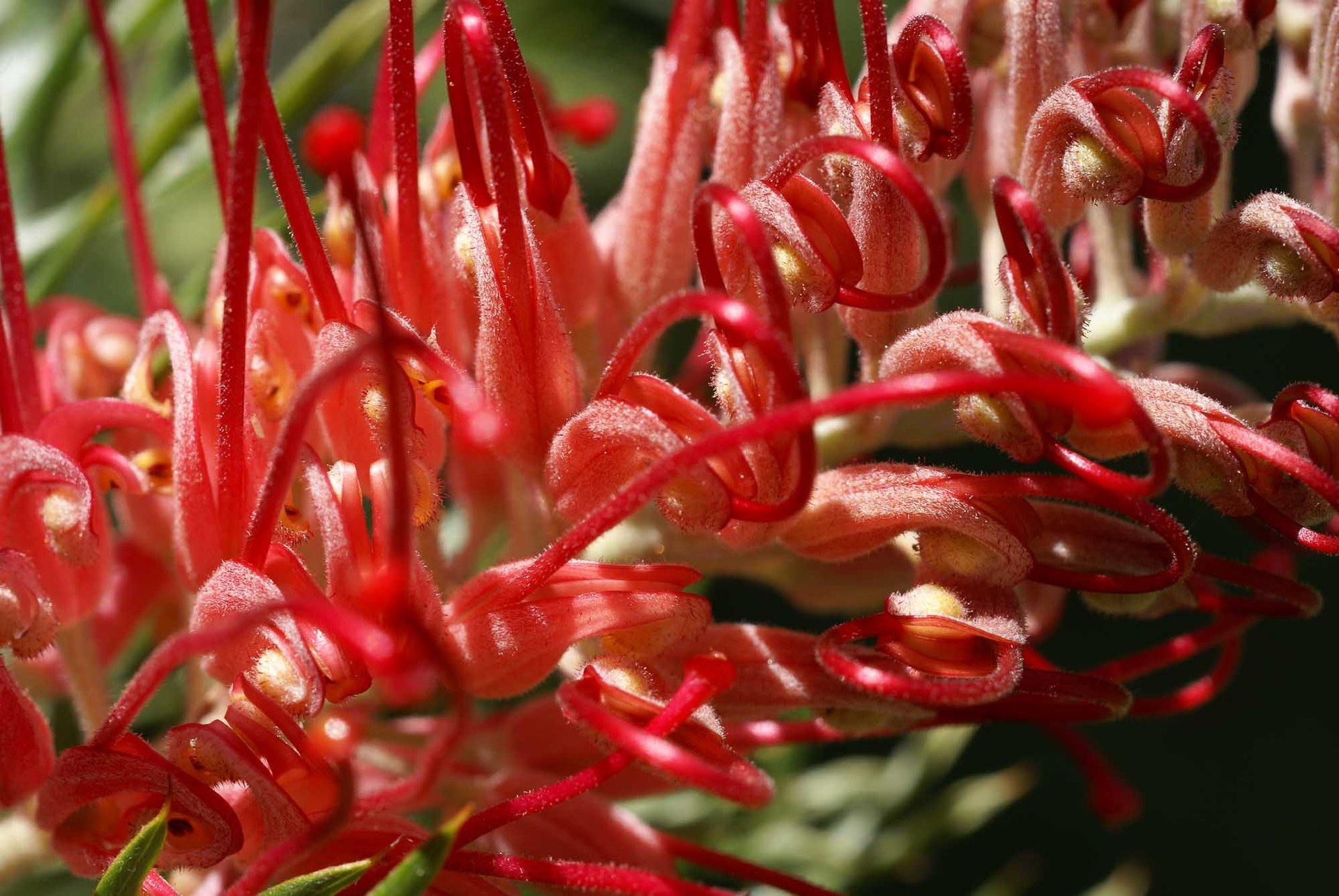orange petaled flowers